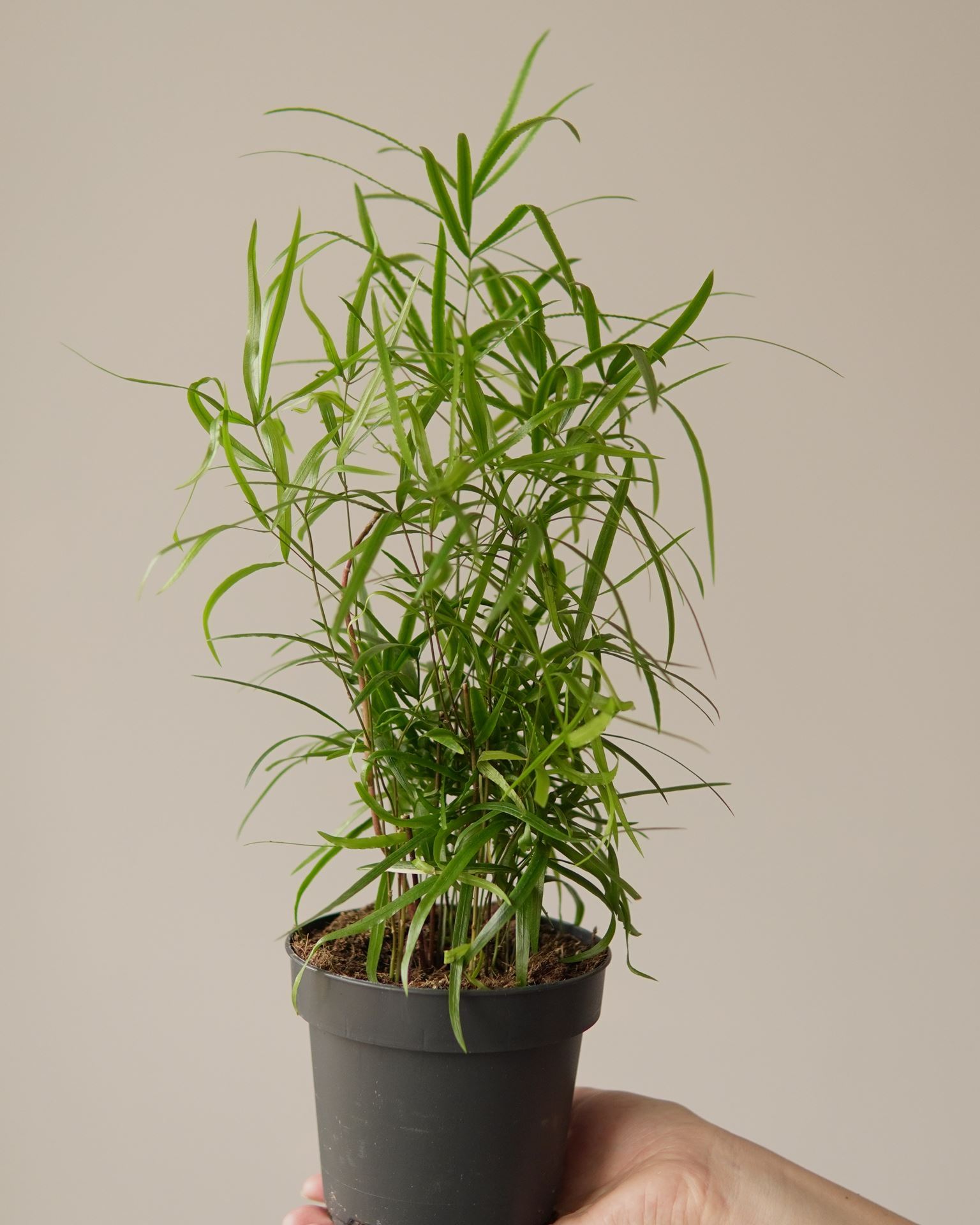 ASPARAGUS FALCATUS