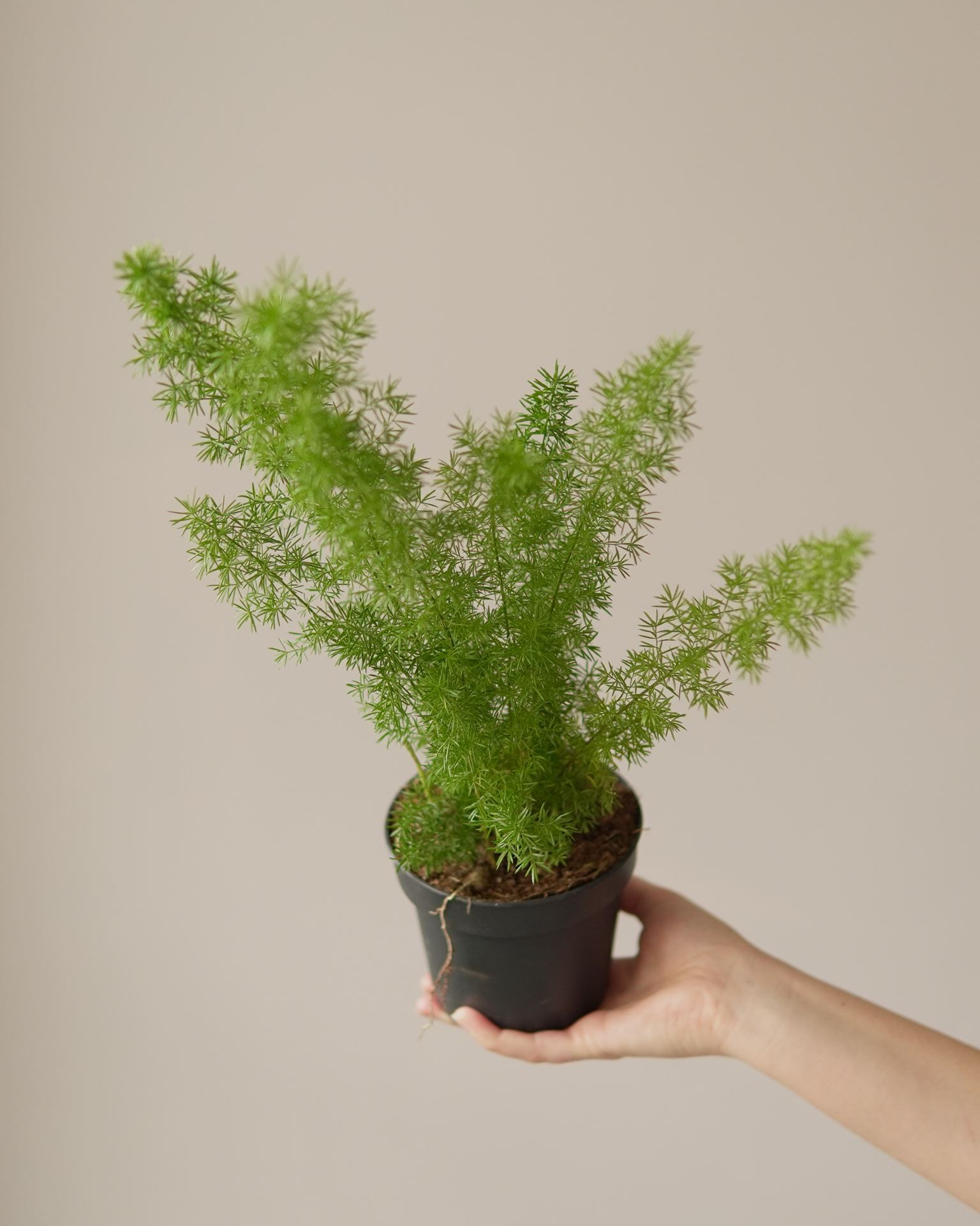 ASPARAGUS