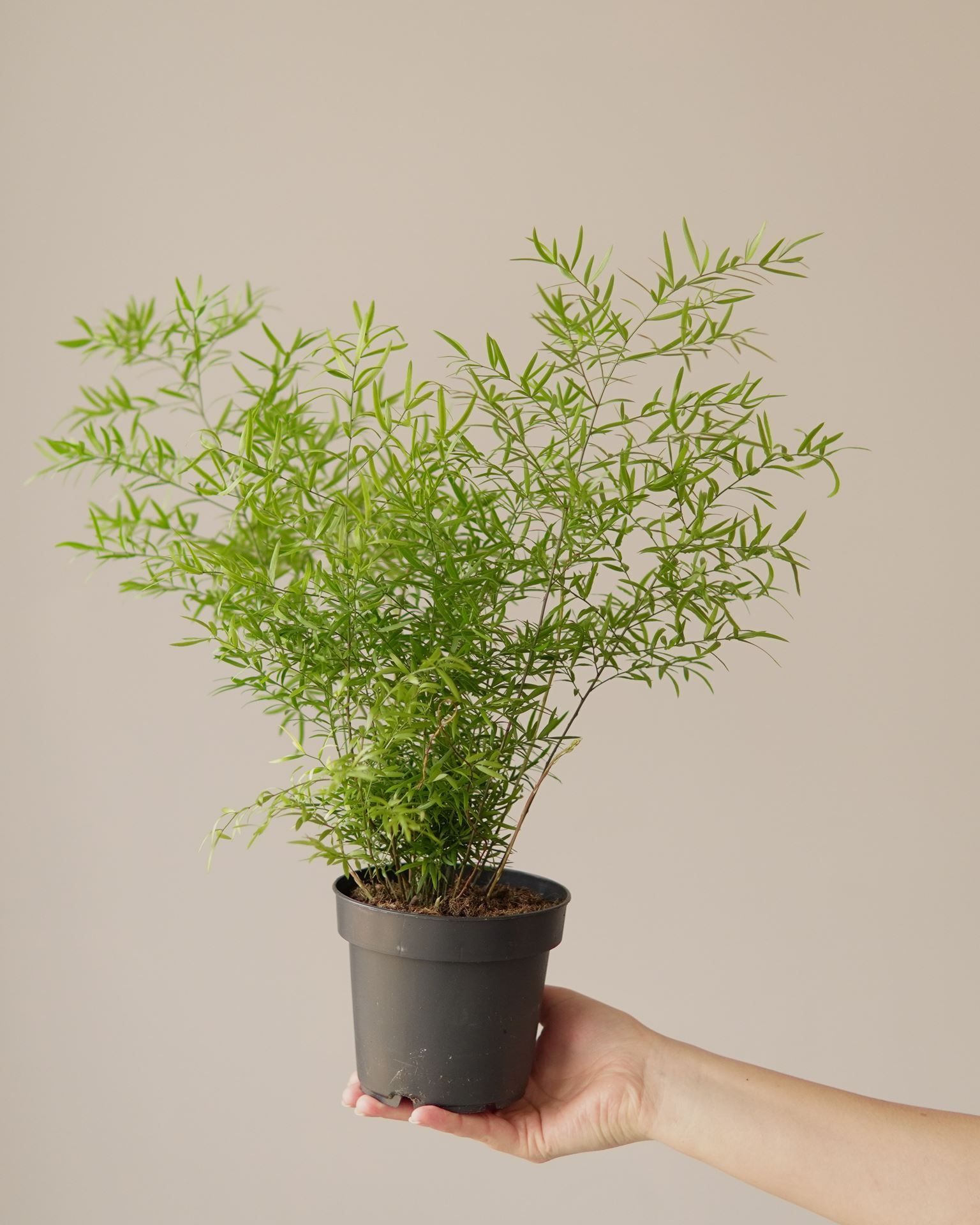ASPARAGUS SPRENGERI