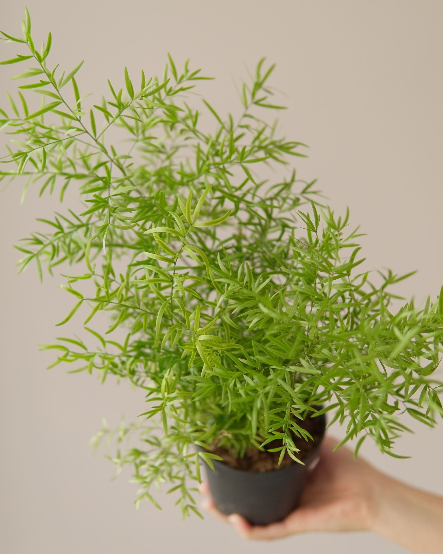 ASPARAGUS SPRENGERI