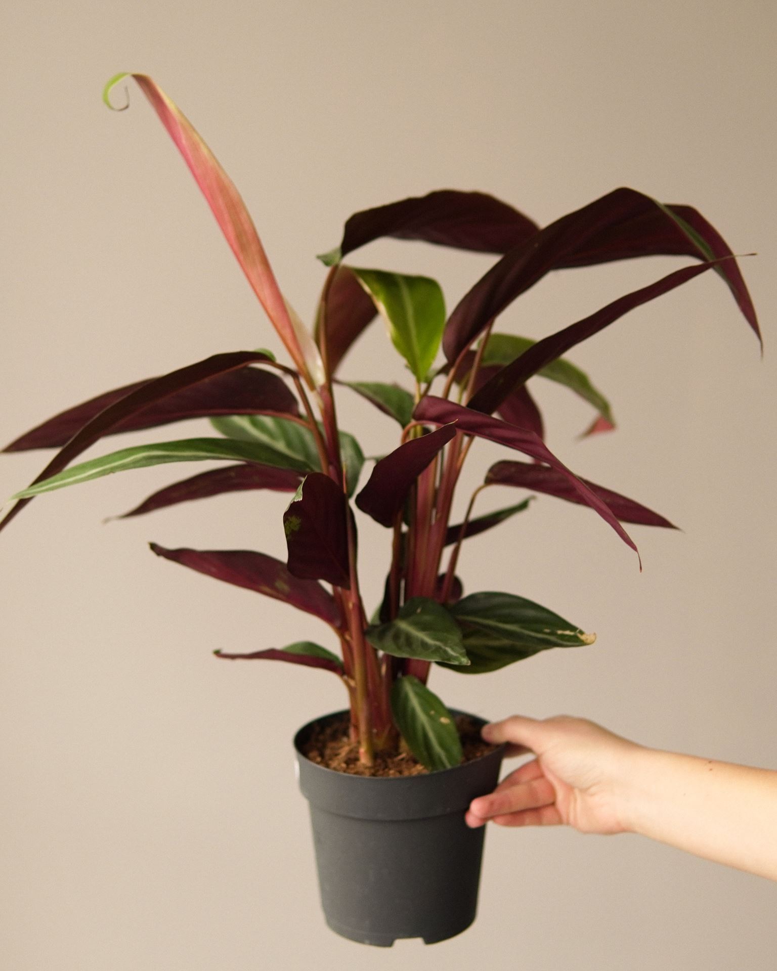 CALATHEA