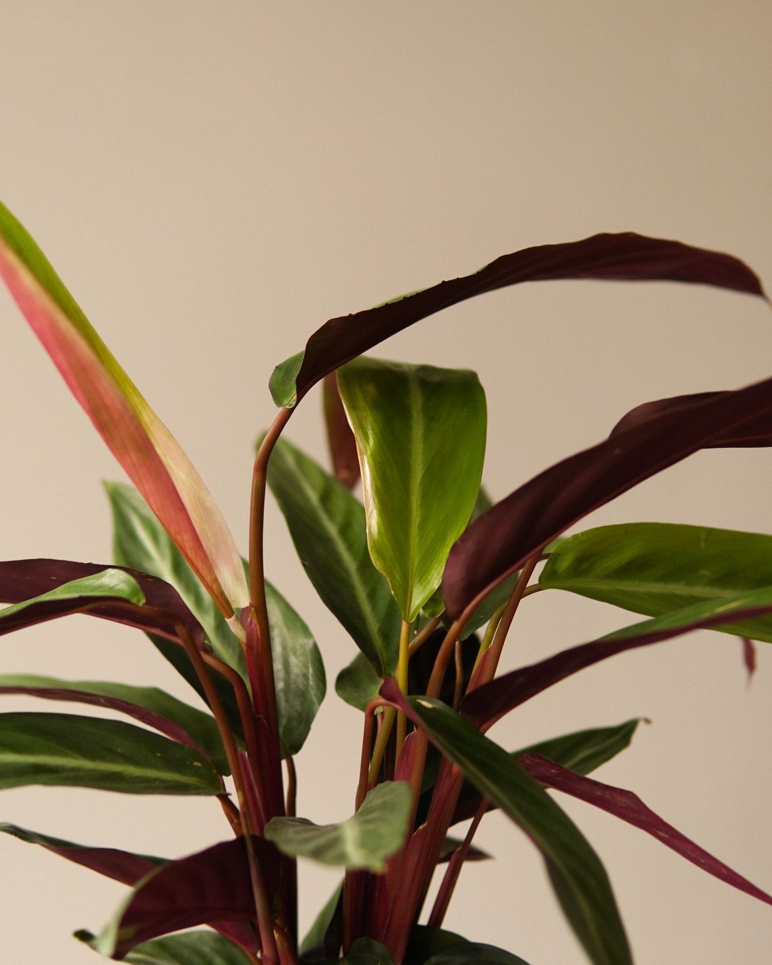 CALATHEA