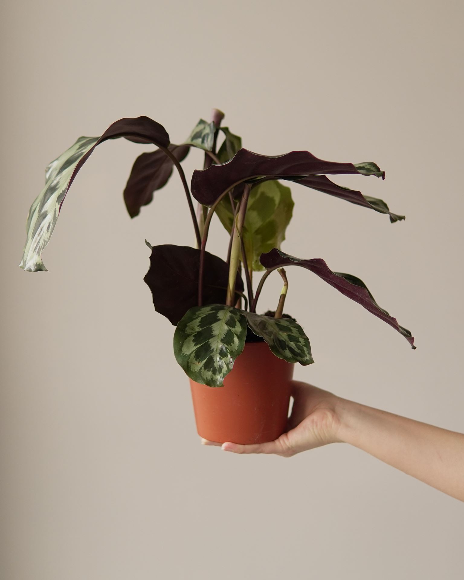CALATHEA HELEN KENNEDY