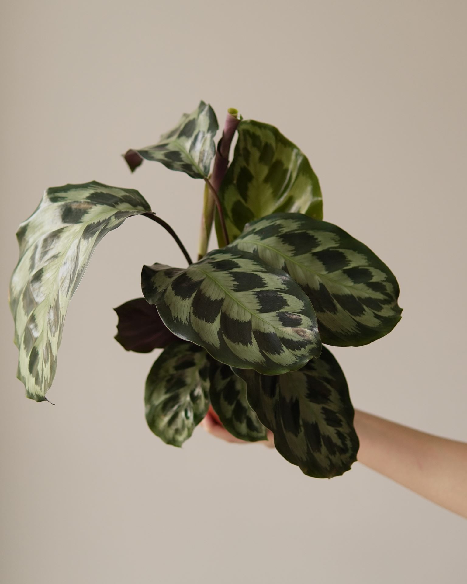 CALATHEA HELEN KENNEDY