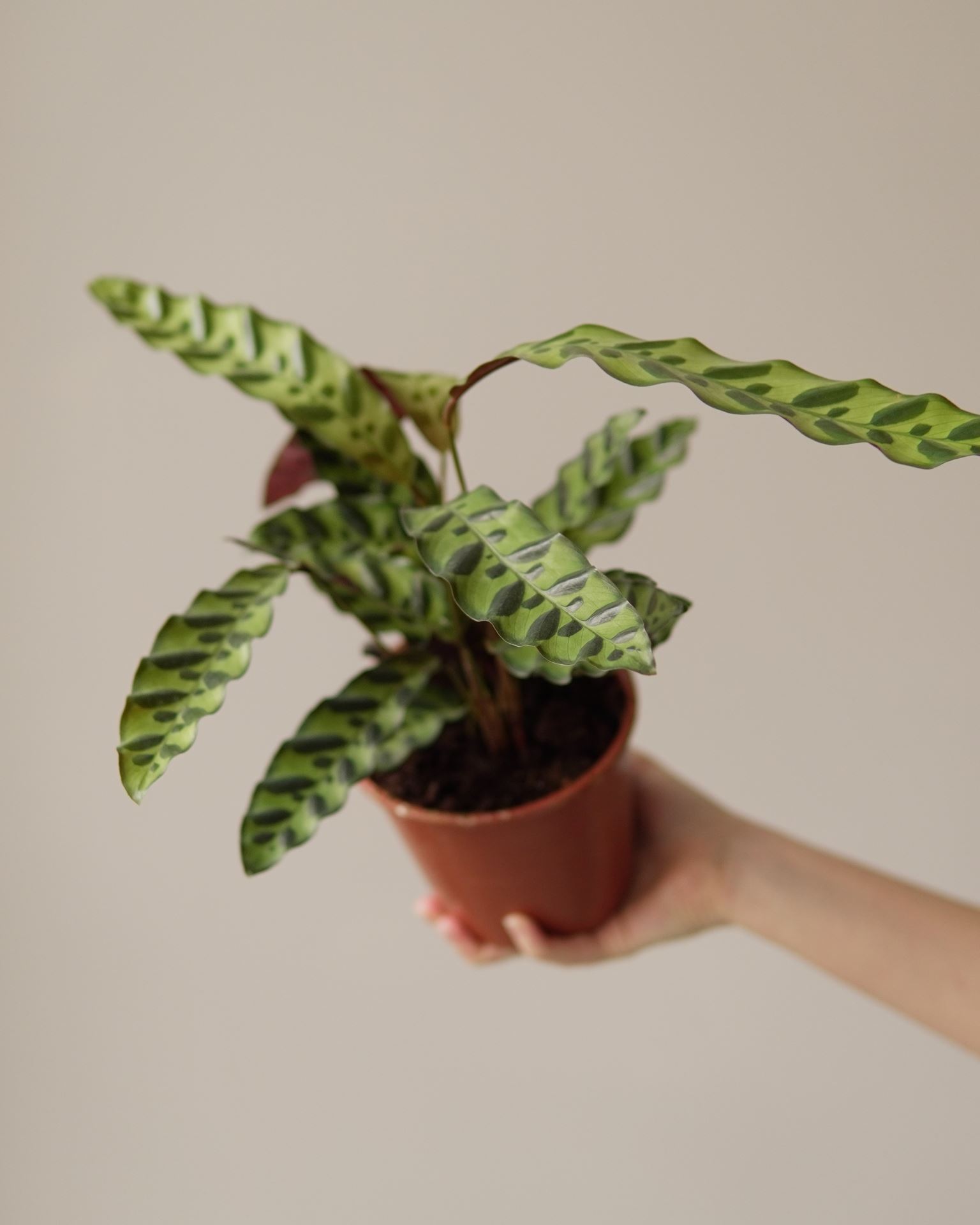 CALATHEA LANCIFOLIA