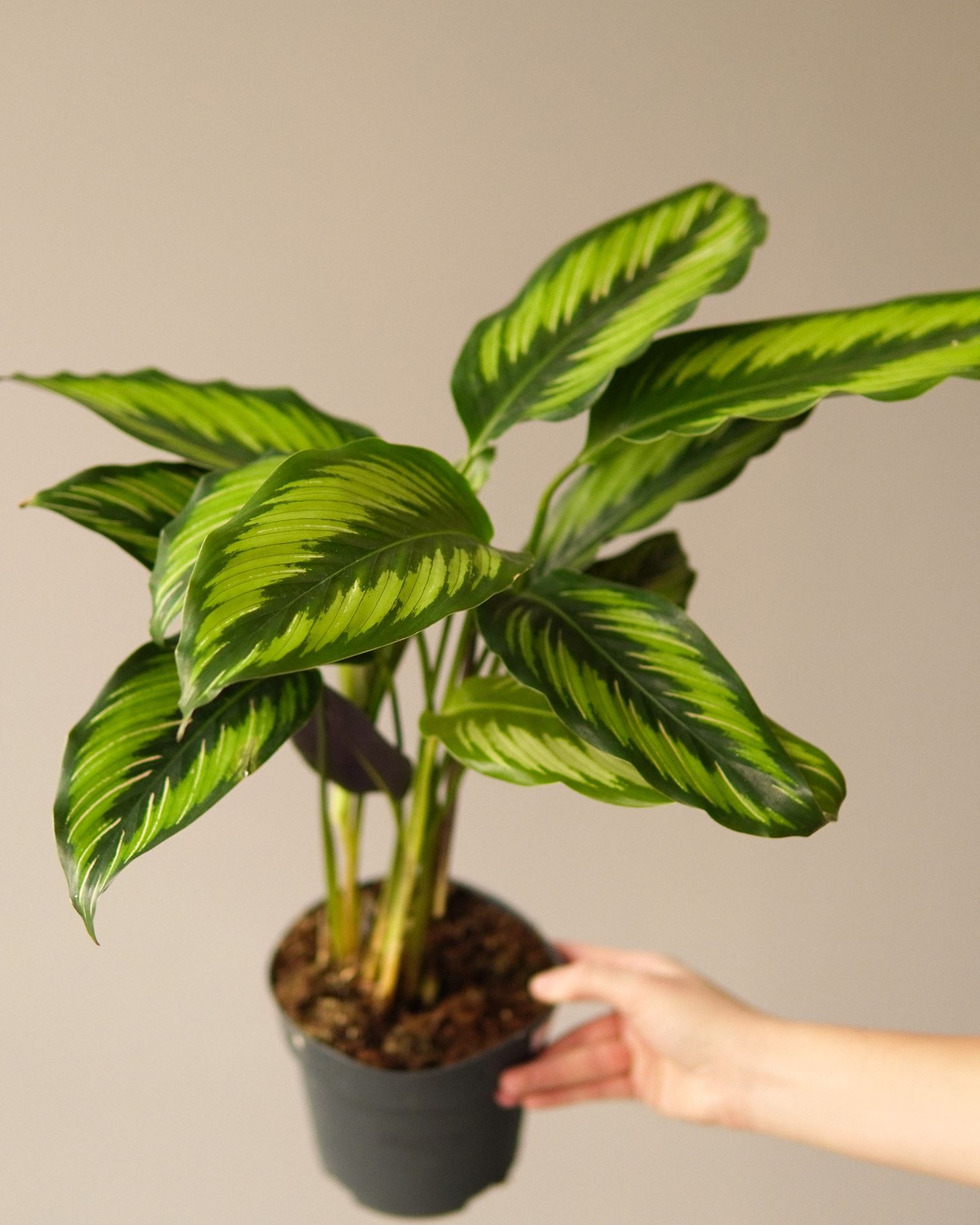CALATHEA PINSTRIPE