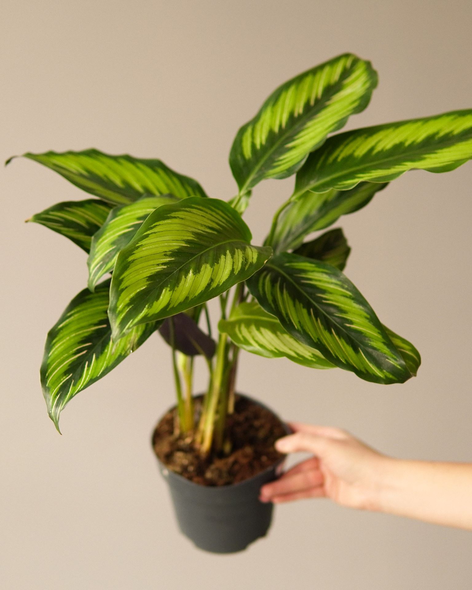 CALATHEA PINSTRIPE