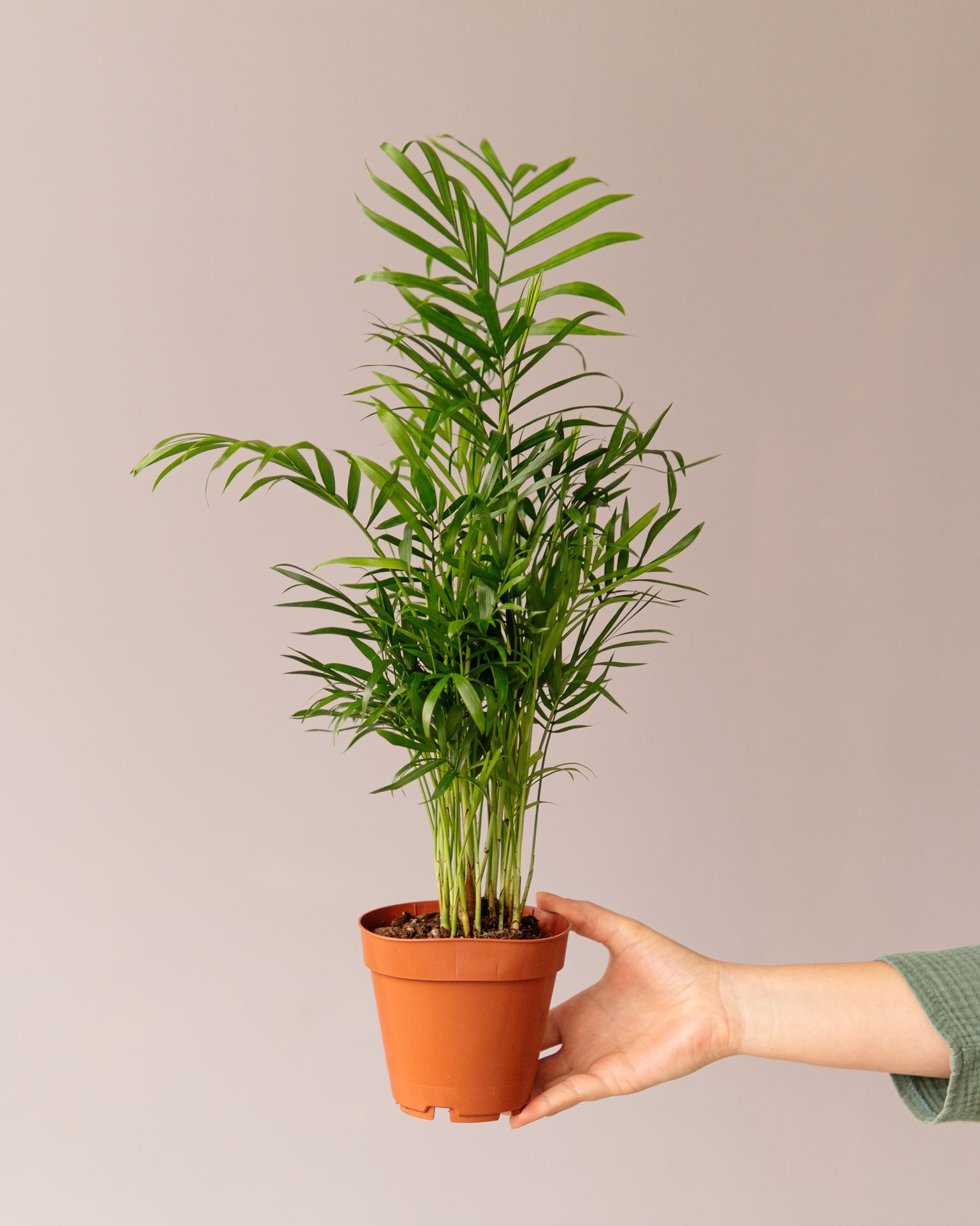 CHAMAEDOREA ELEGANS