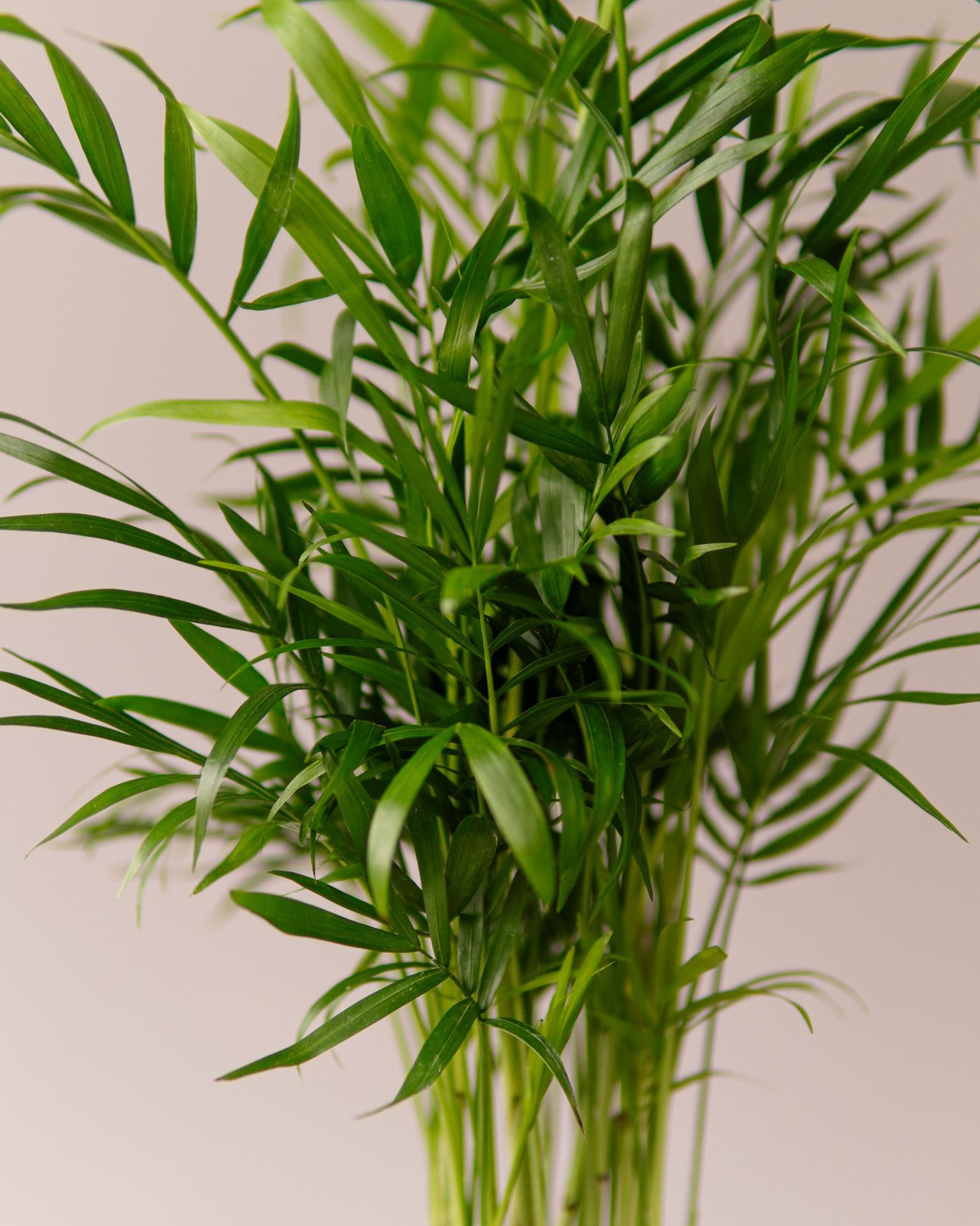 CHAMAEDOREA ELEGANS