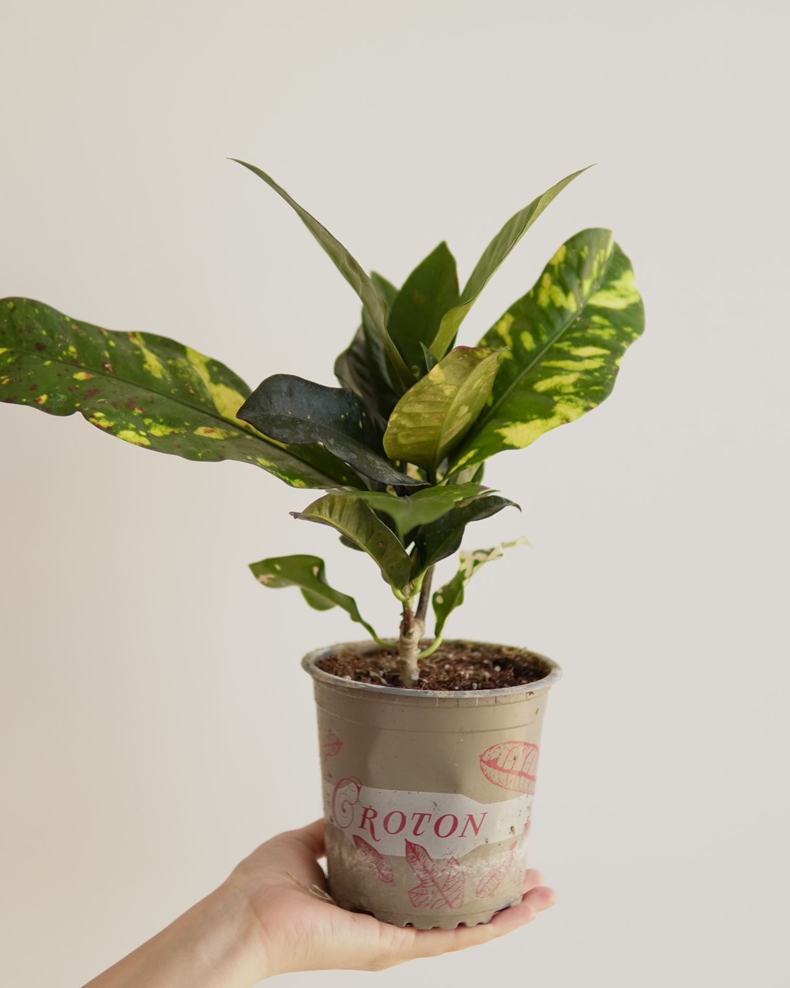 CROTON MAGNIFICENT