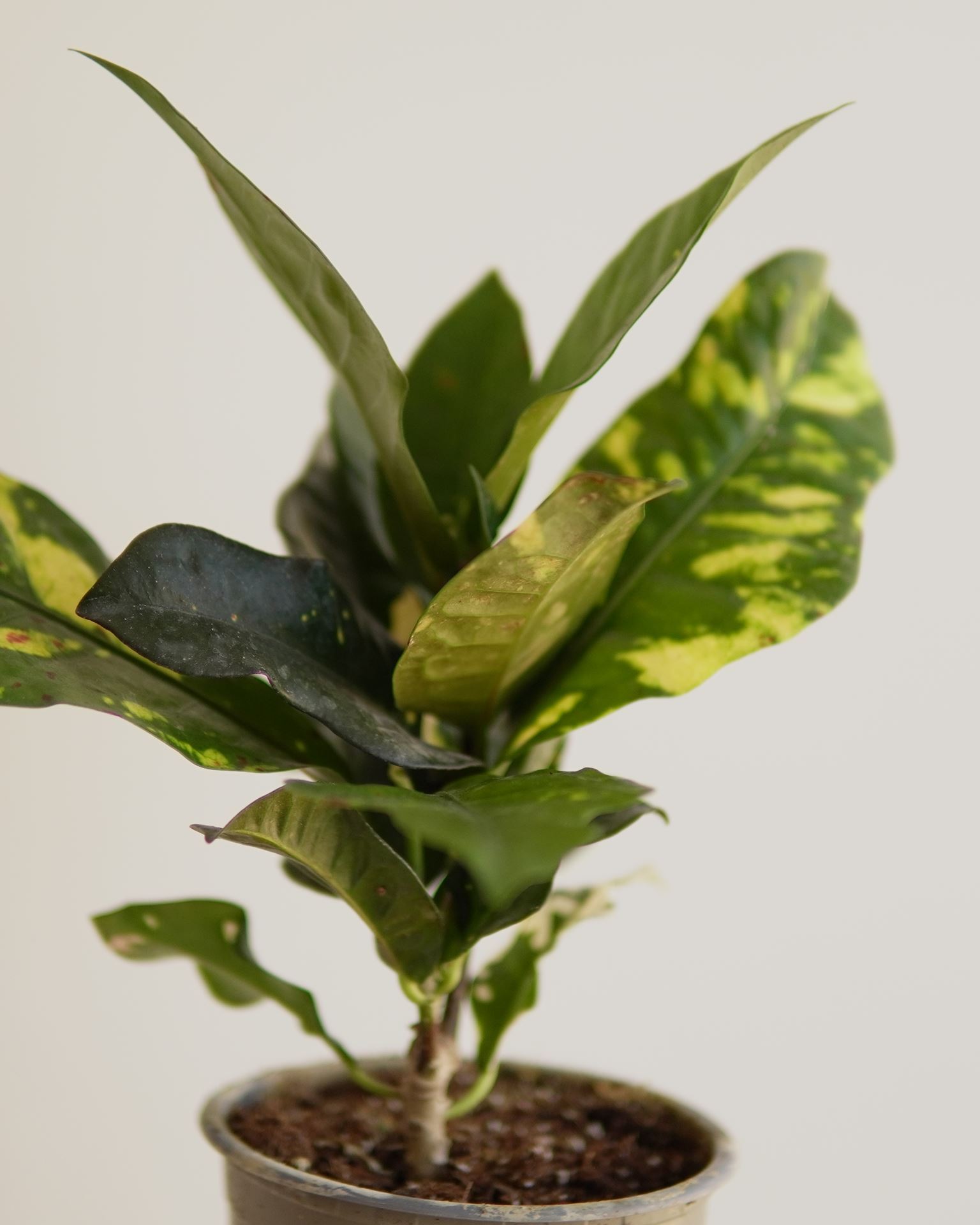 CROTON MAGNIFICENT