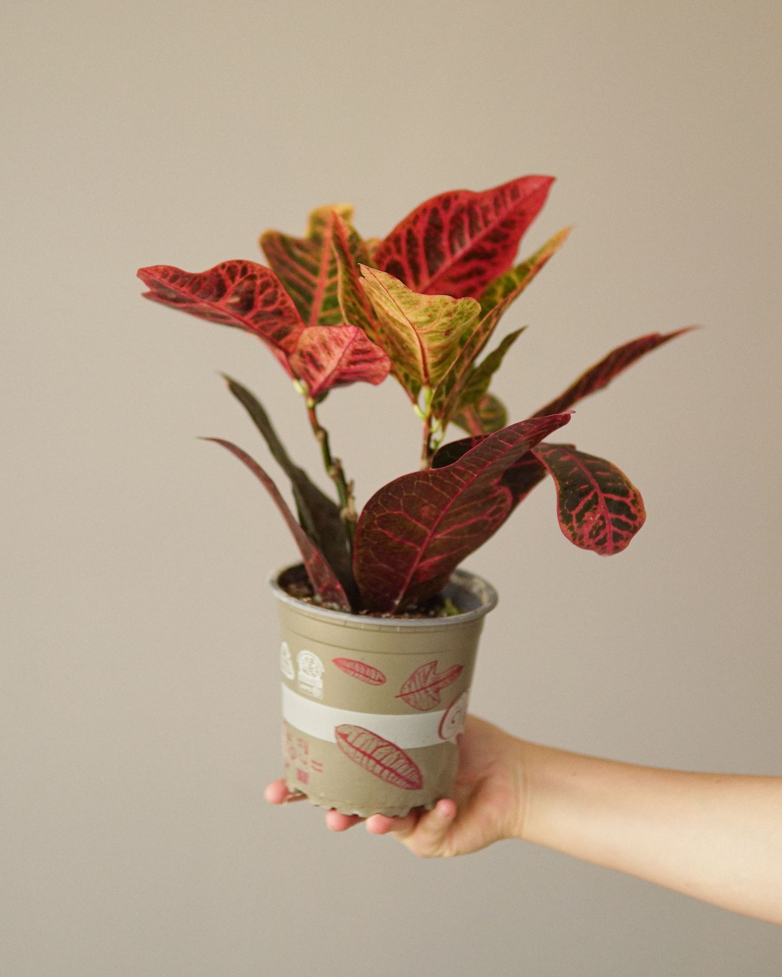 CROTON Petra
