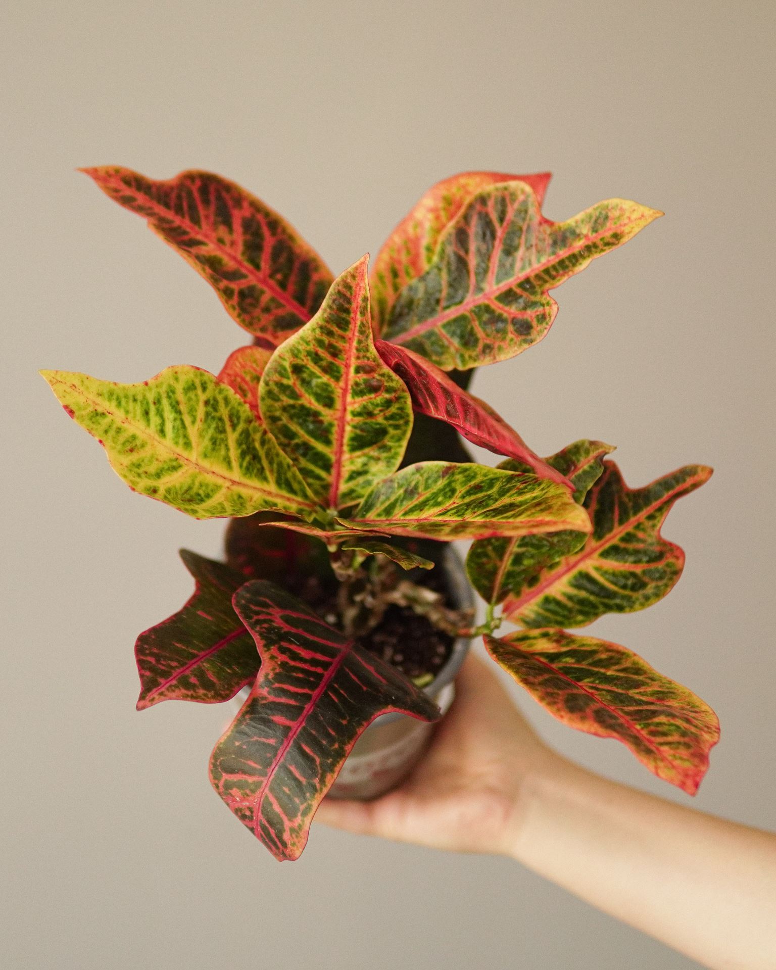 CROTON Petra