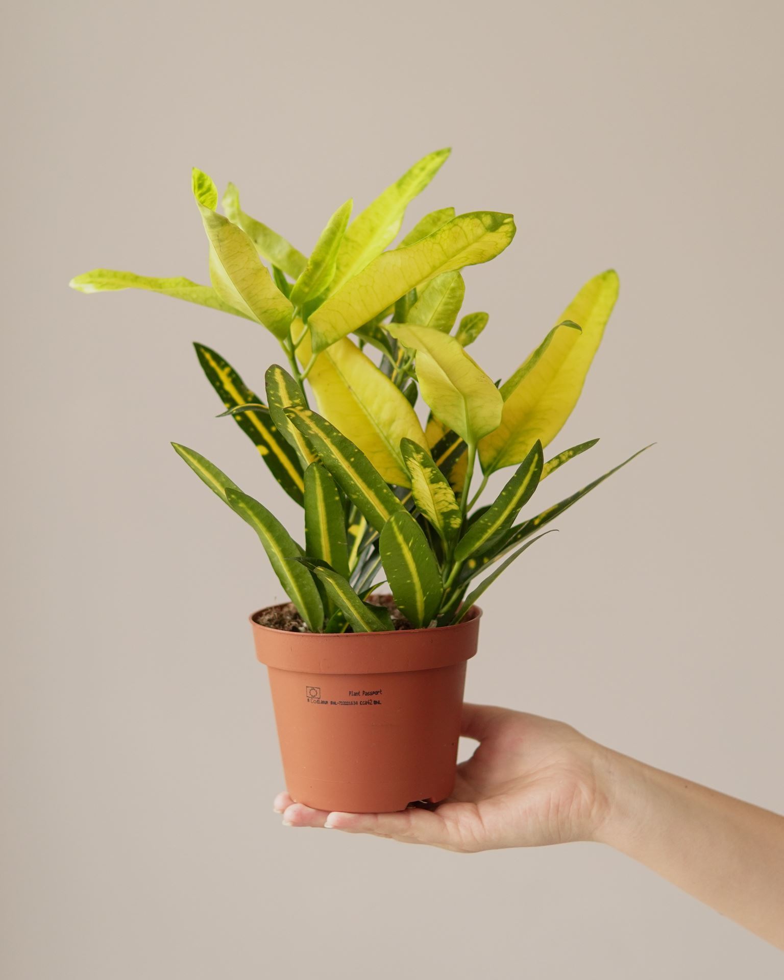 CROTON SUNNY STAR
