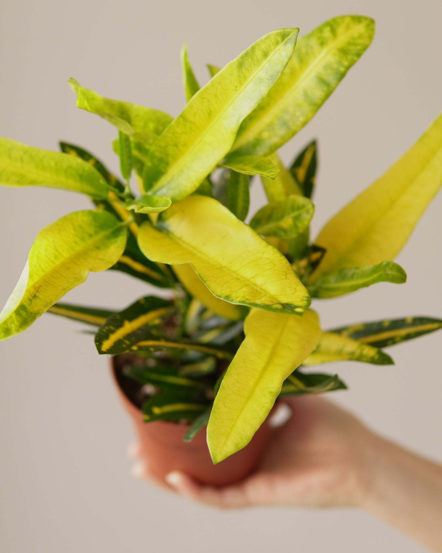 CROTON SUNNY STAR