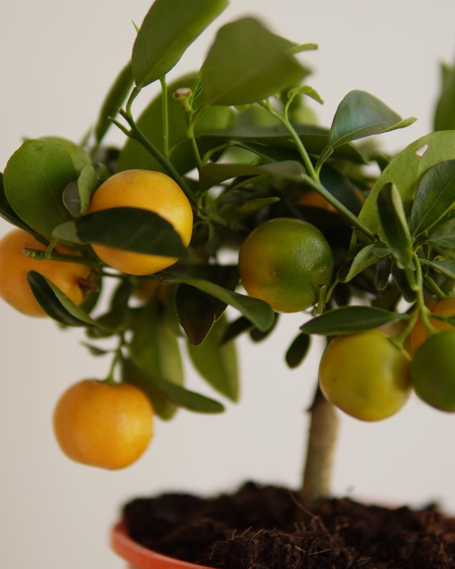 citrus microcarpa