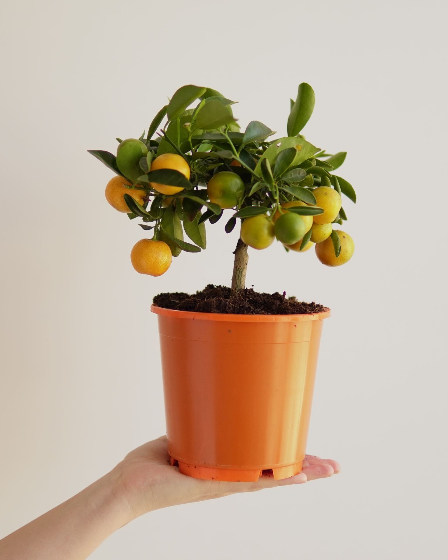 citrus microcarpa