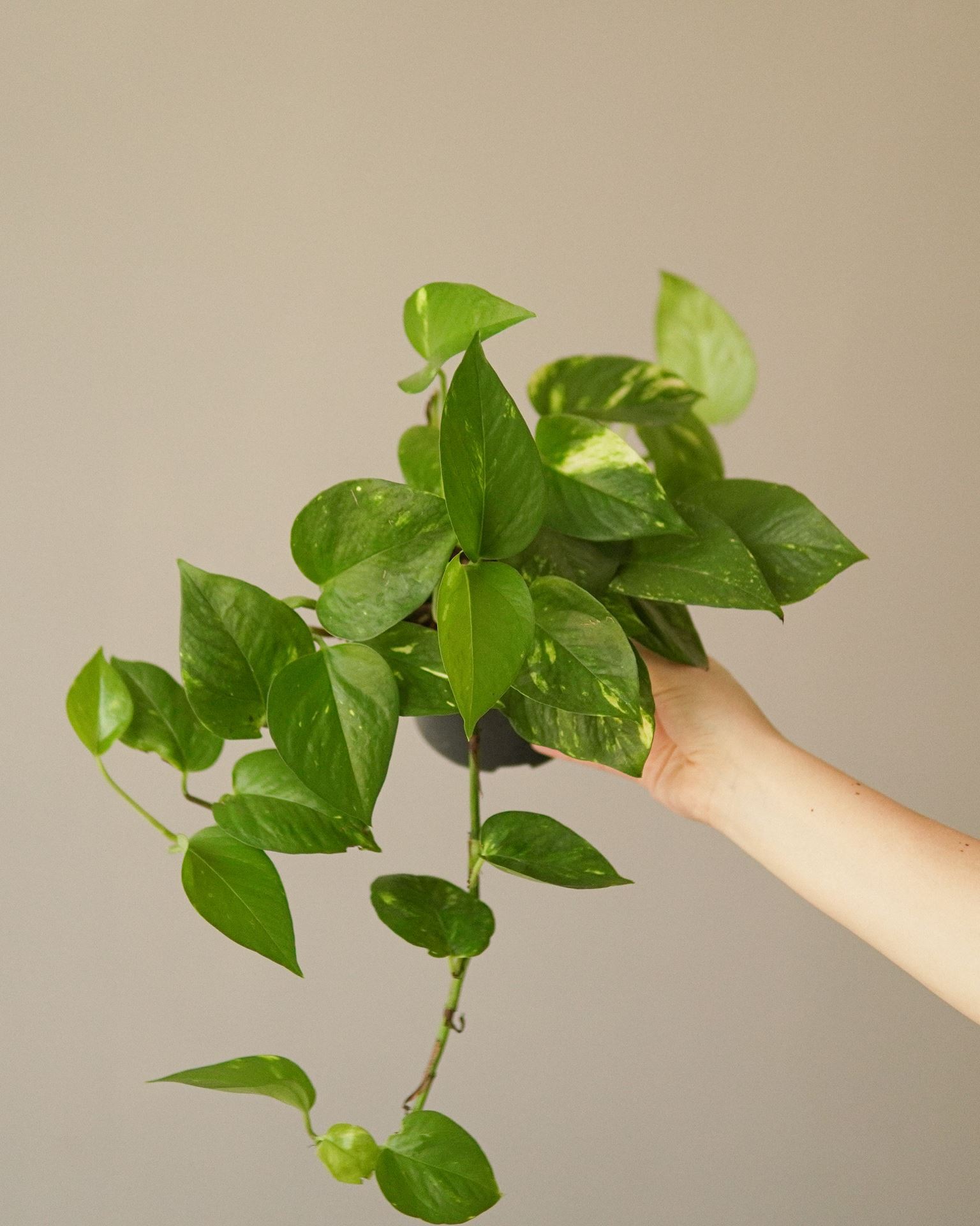 EPIPREMNUM AUREUM