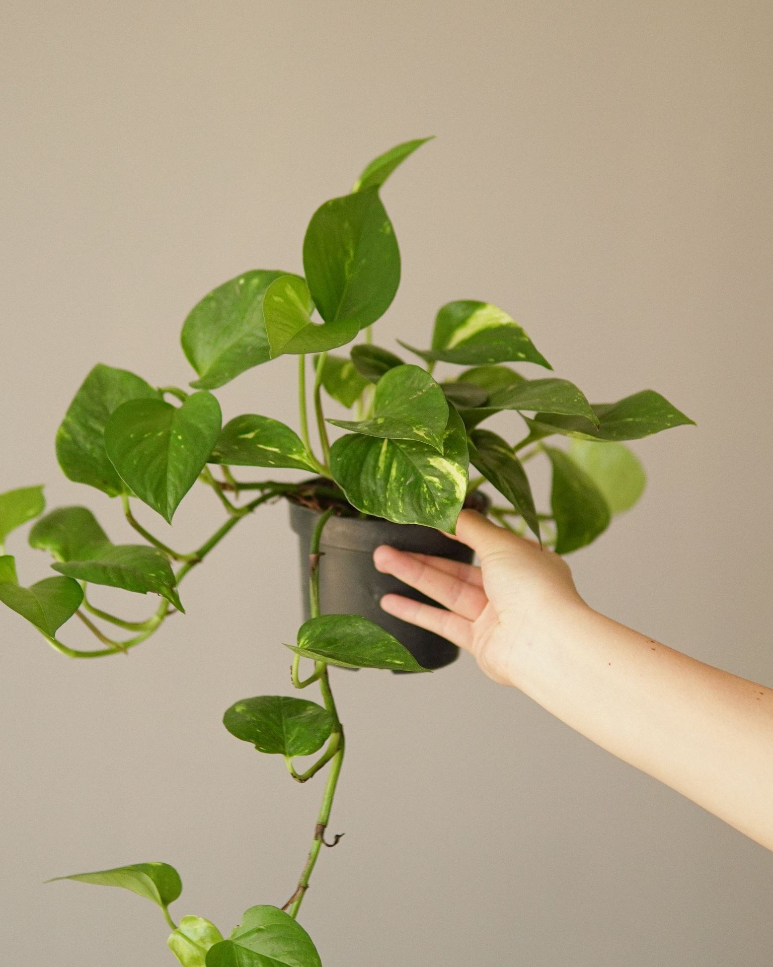 EPIPREMNUM AUREUM