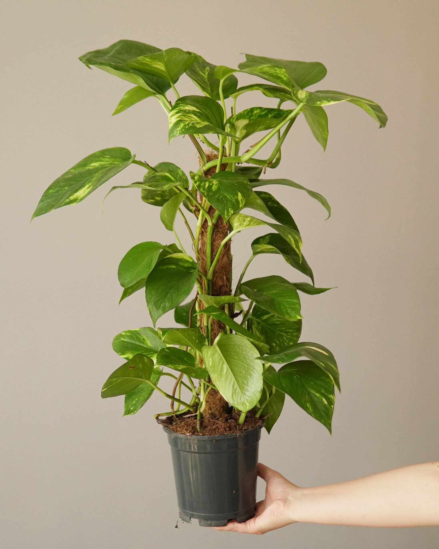 EPIPREMNUM AUREUM Mosstok