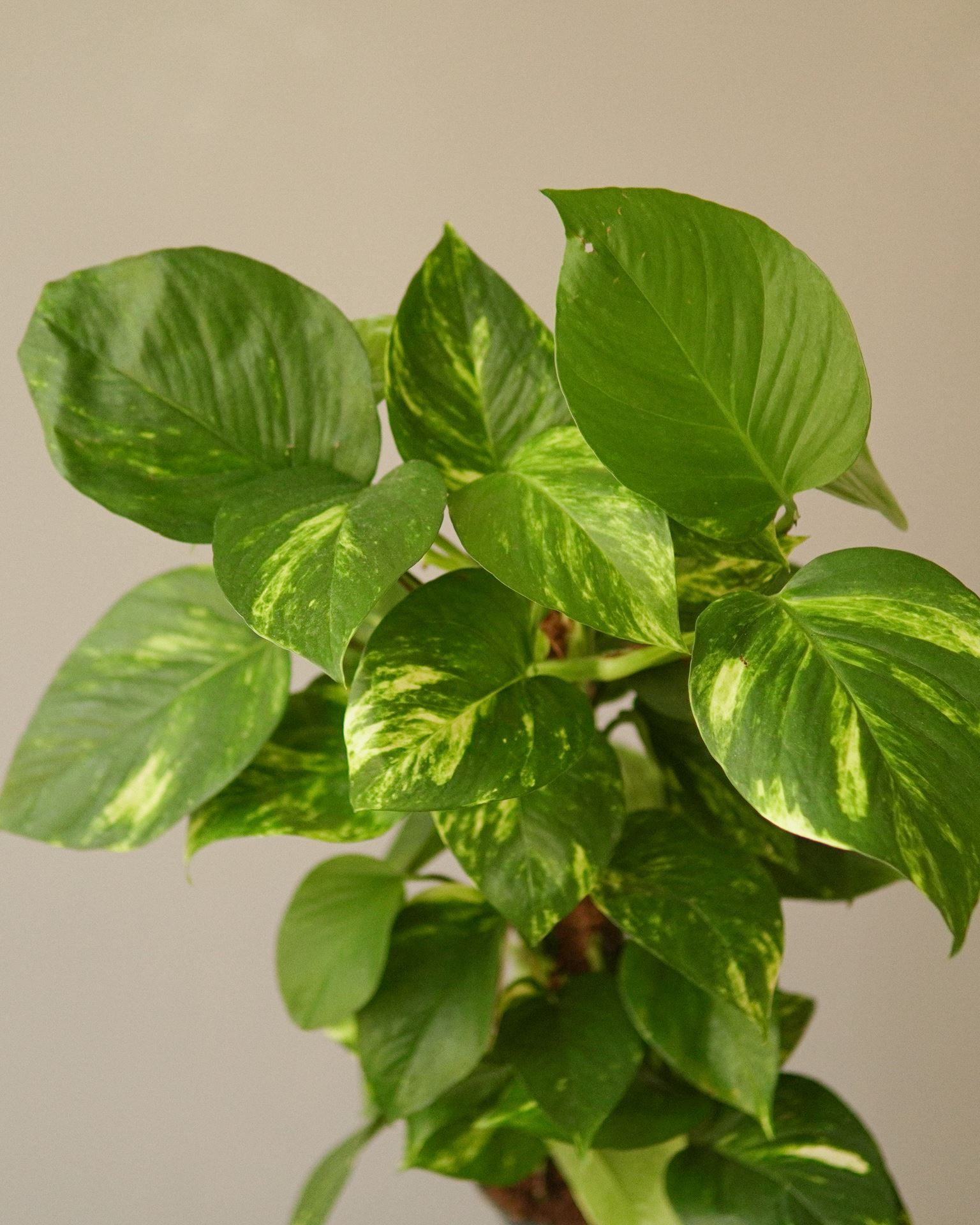 EPIPREMNUM AUREUM Mosstok
