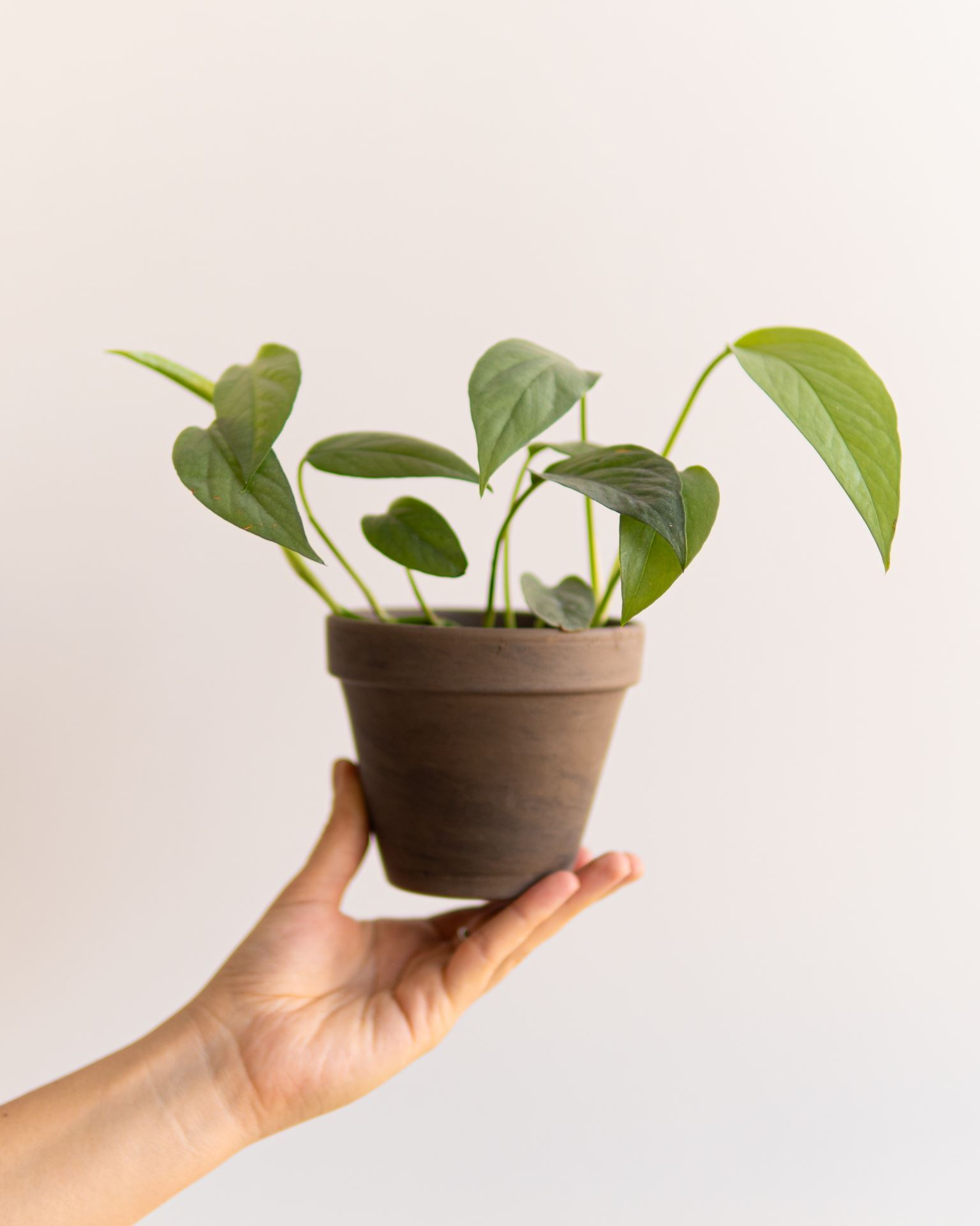 EPIPREMNUM CEBU BLUE