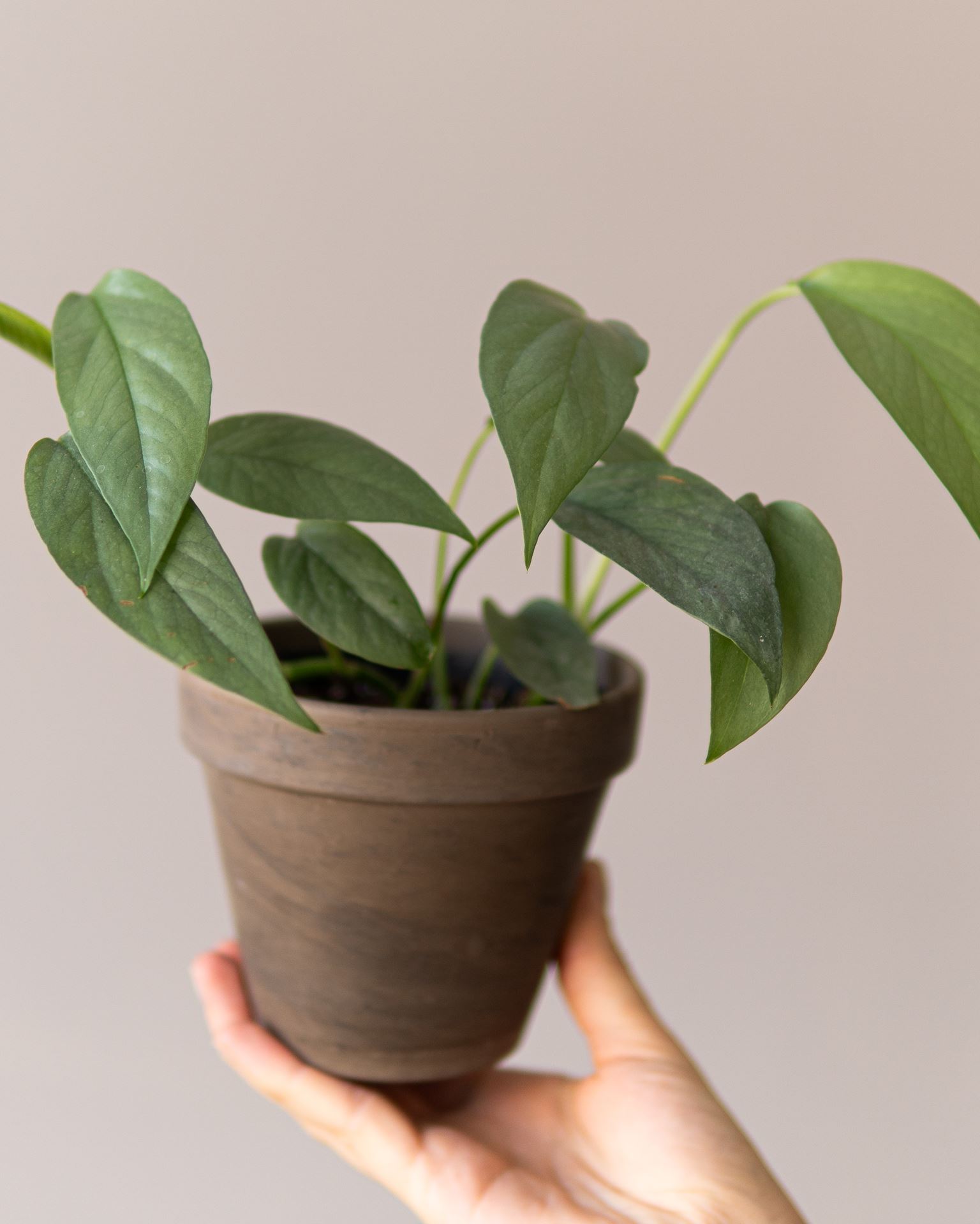 EPIPREMNUM CEBU BLUE