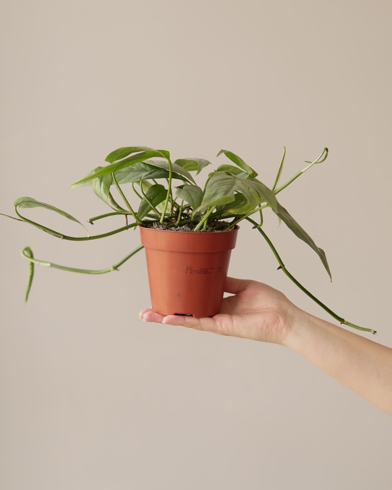 EPIPREMNUM CEBU BLUE
