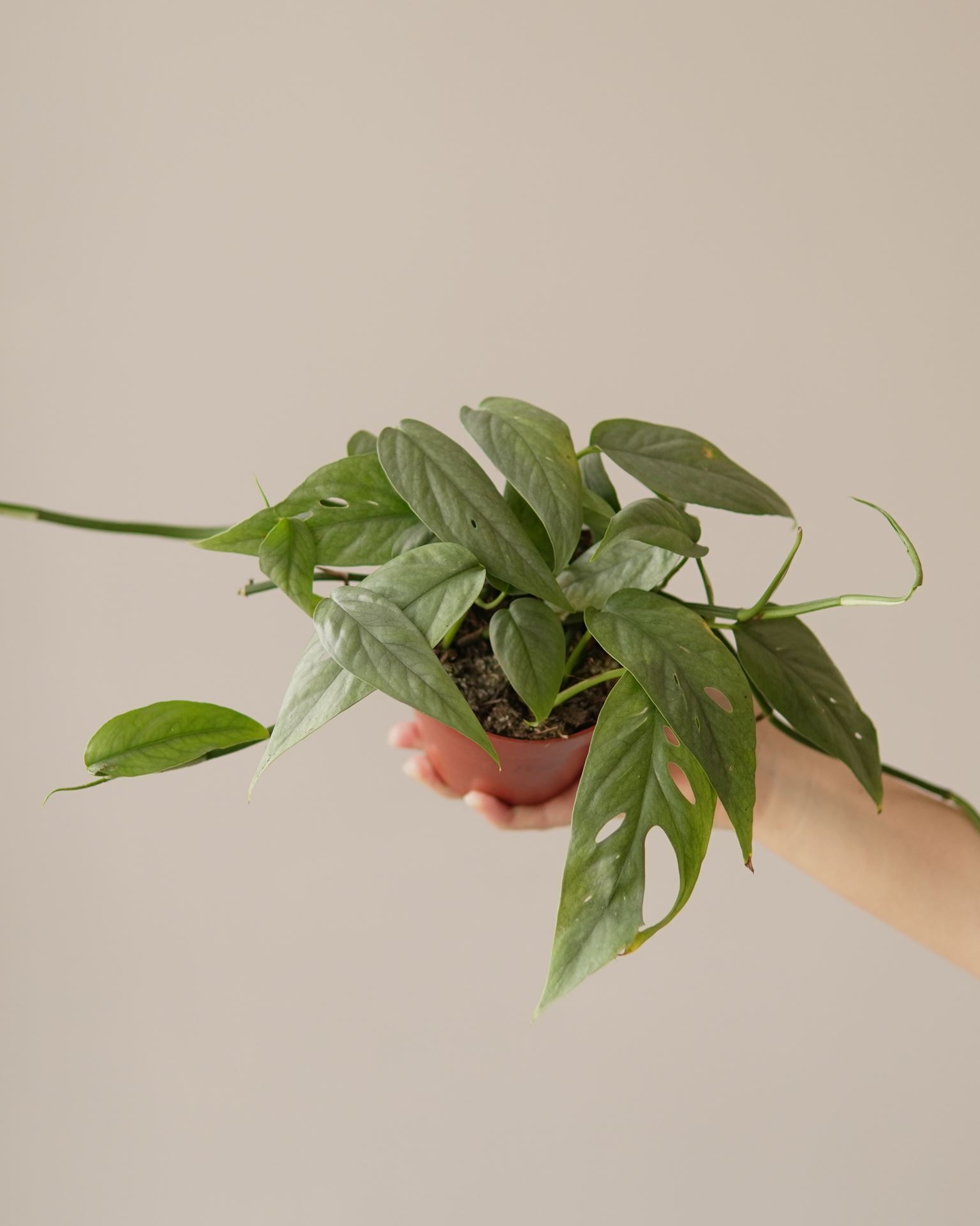 EPIPREMNUM CEBU BLUE