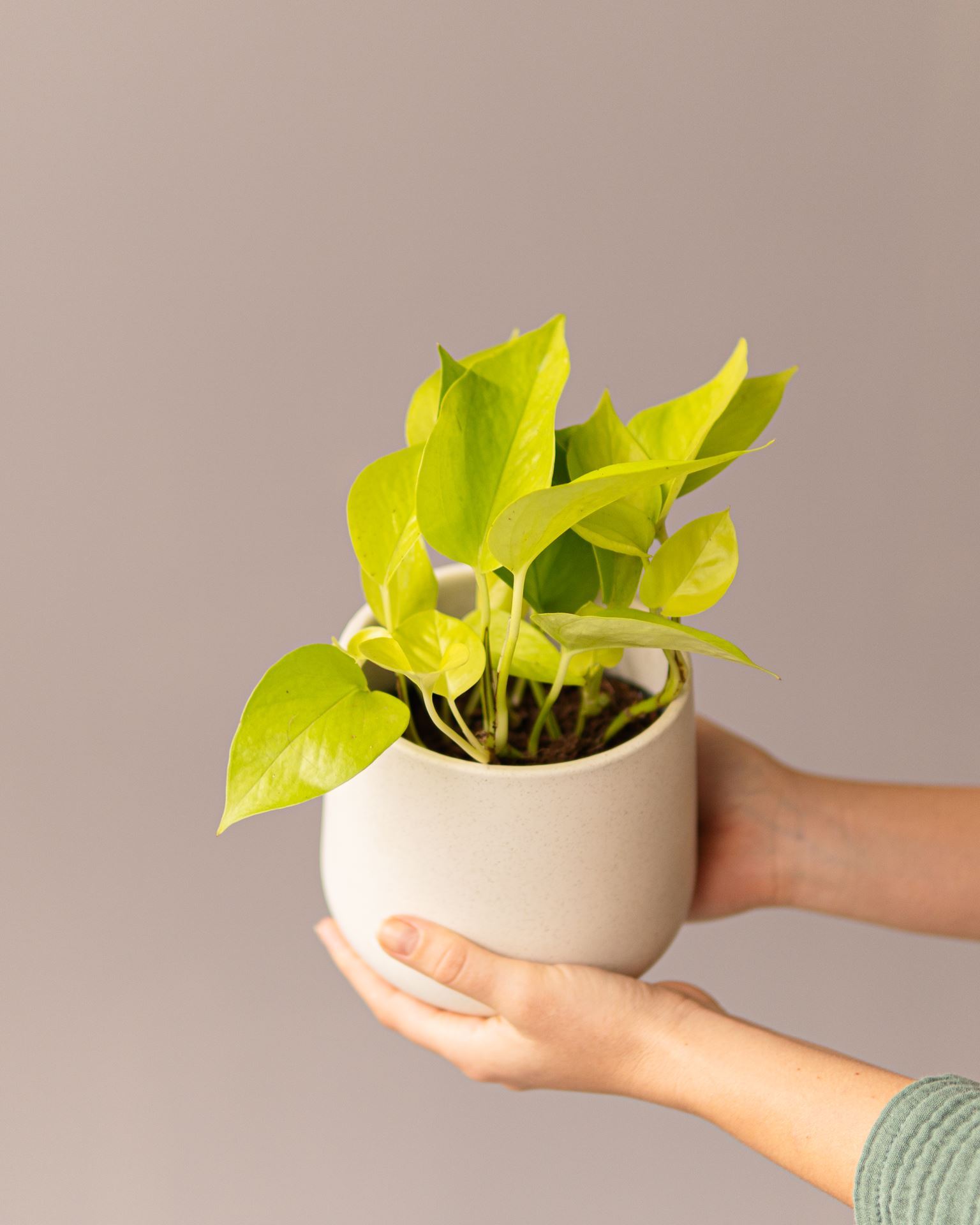 EPIPREMNUM GOLDEN POTHOS