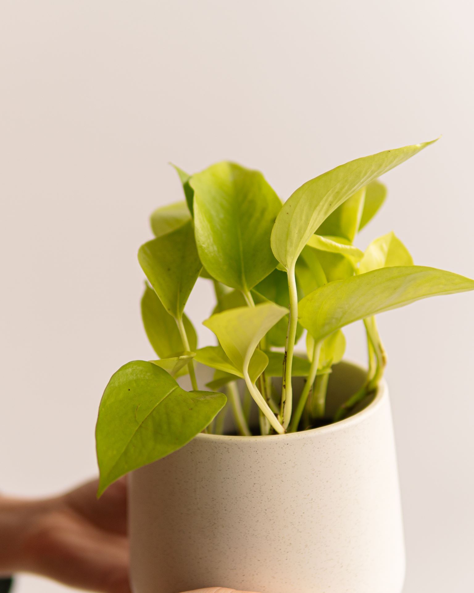 EPIPREMNUM GOLDEN POTHOS