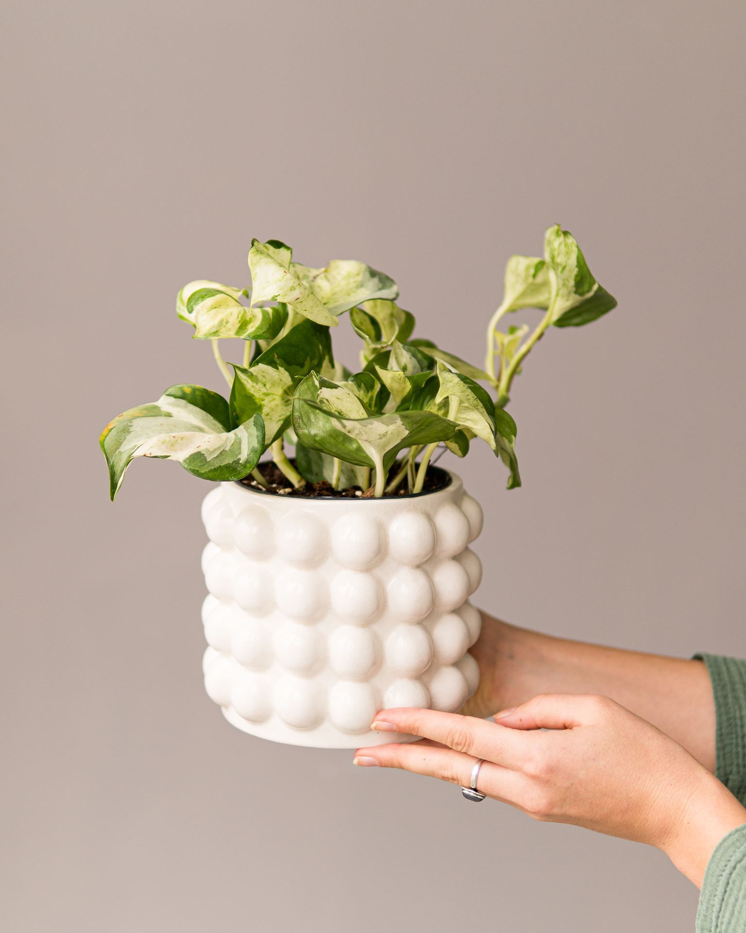 EPIPREMNUM HAPPY LEAF