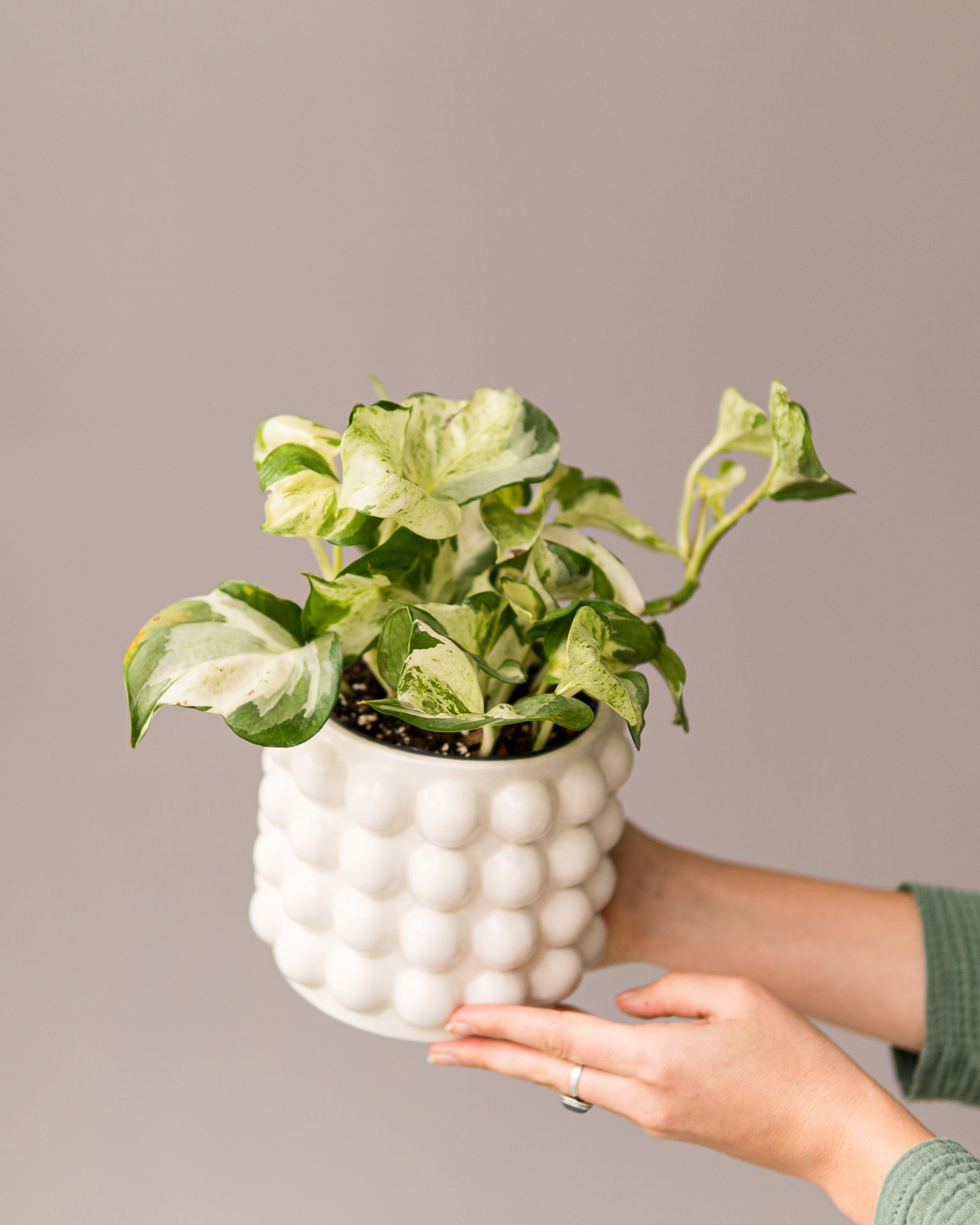 EPIPREMNUM HAPPY LEAF