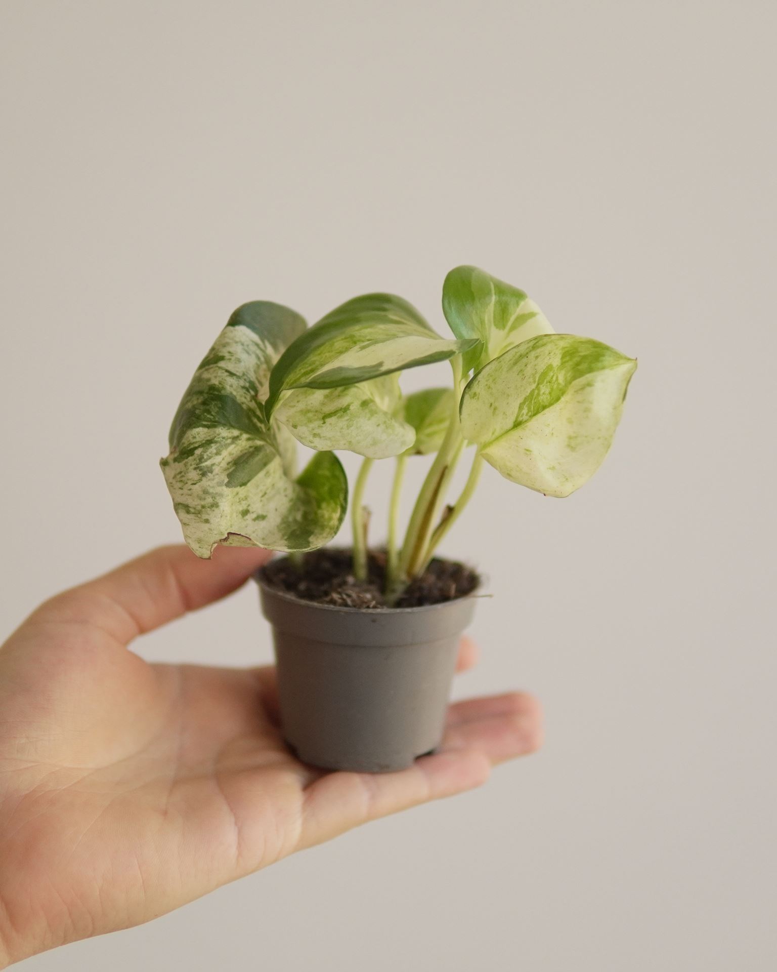 EPIPREMNUM HAPPY LEAF