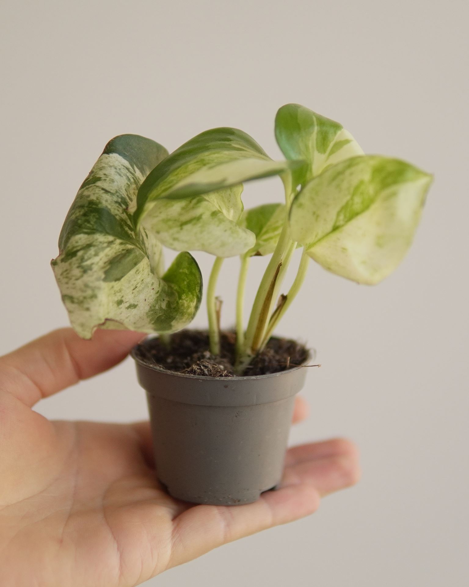 EPIPREMNUM HAPPY LEAF