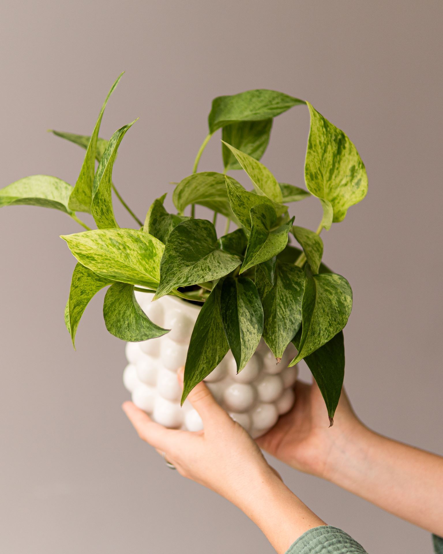 EPIPREMNUM MARBLE QUEEN