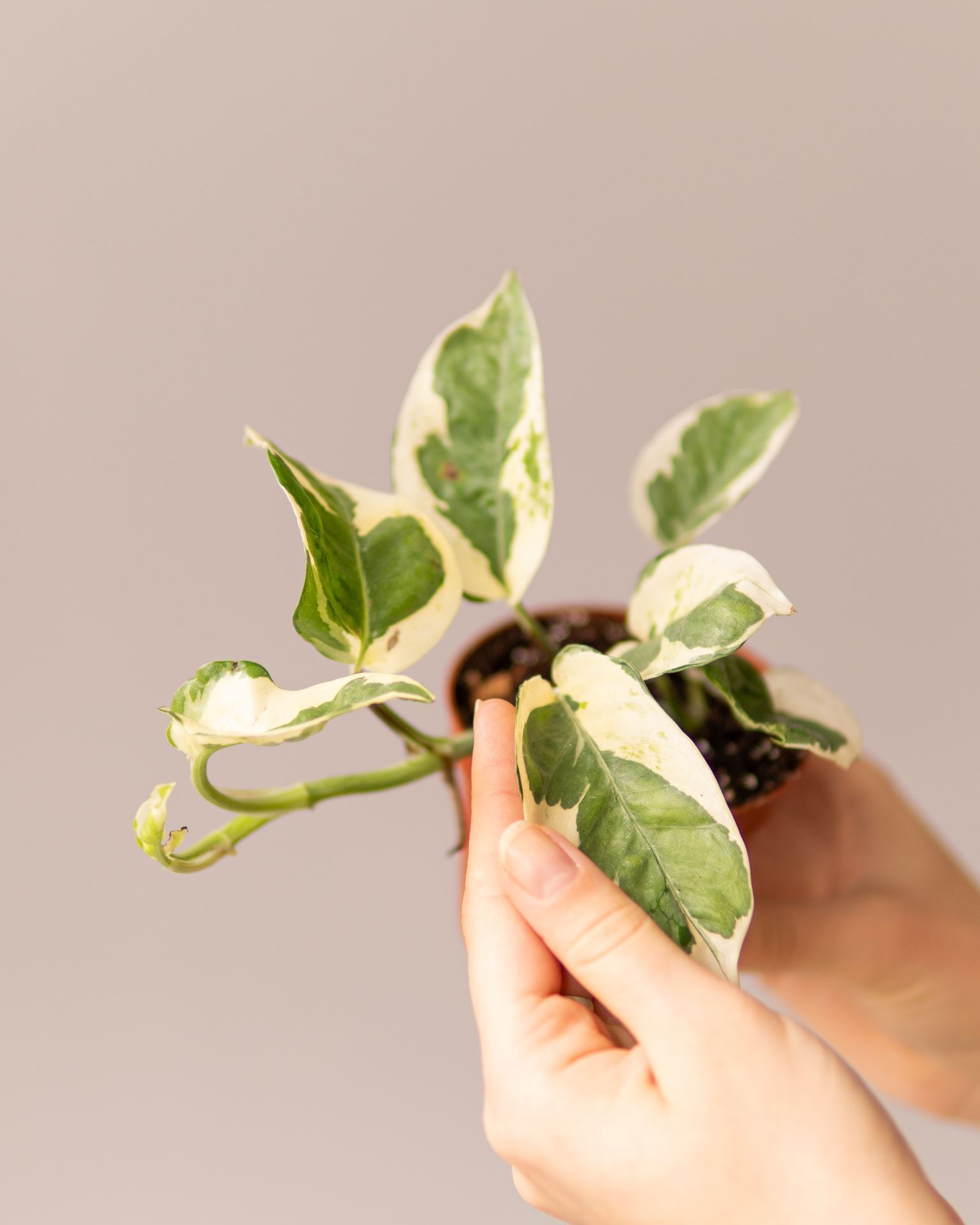 EPIPREMNUM N’JOY