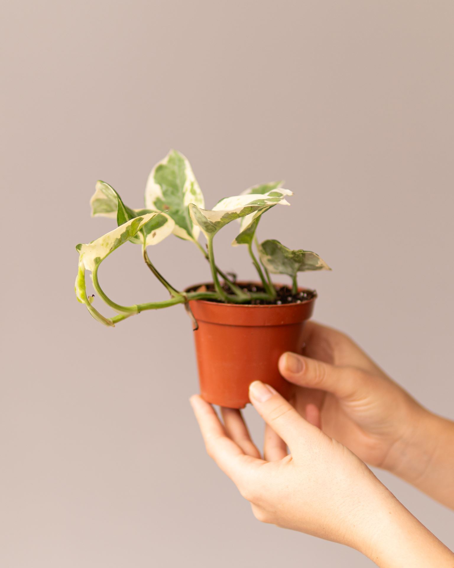 EPIPREMNUM N’JOY