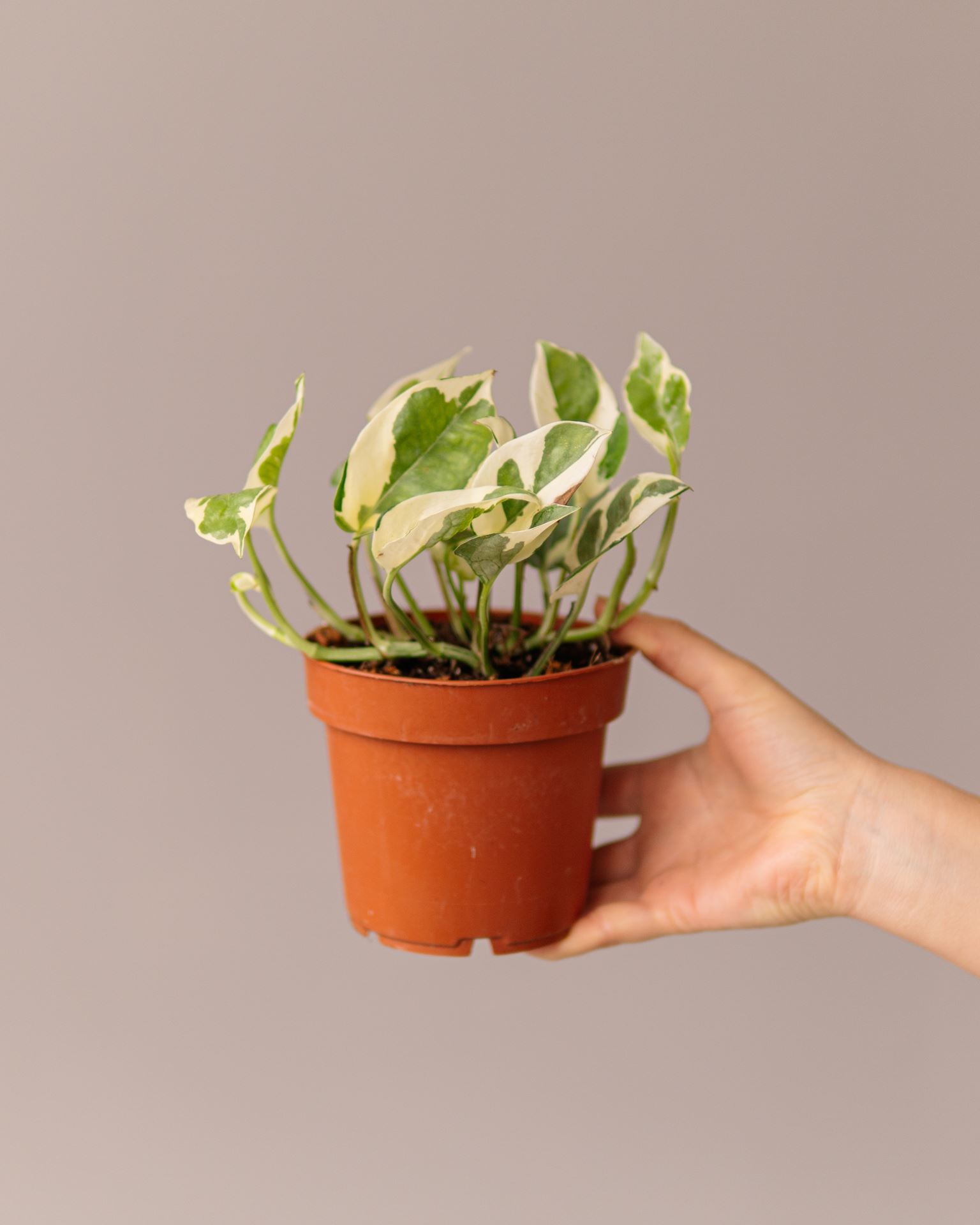 EPIPREMNUM N’JOY