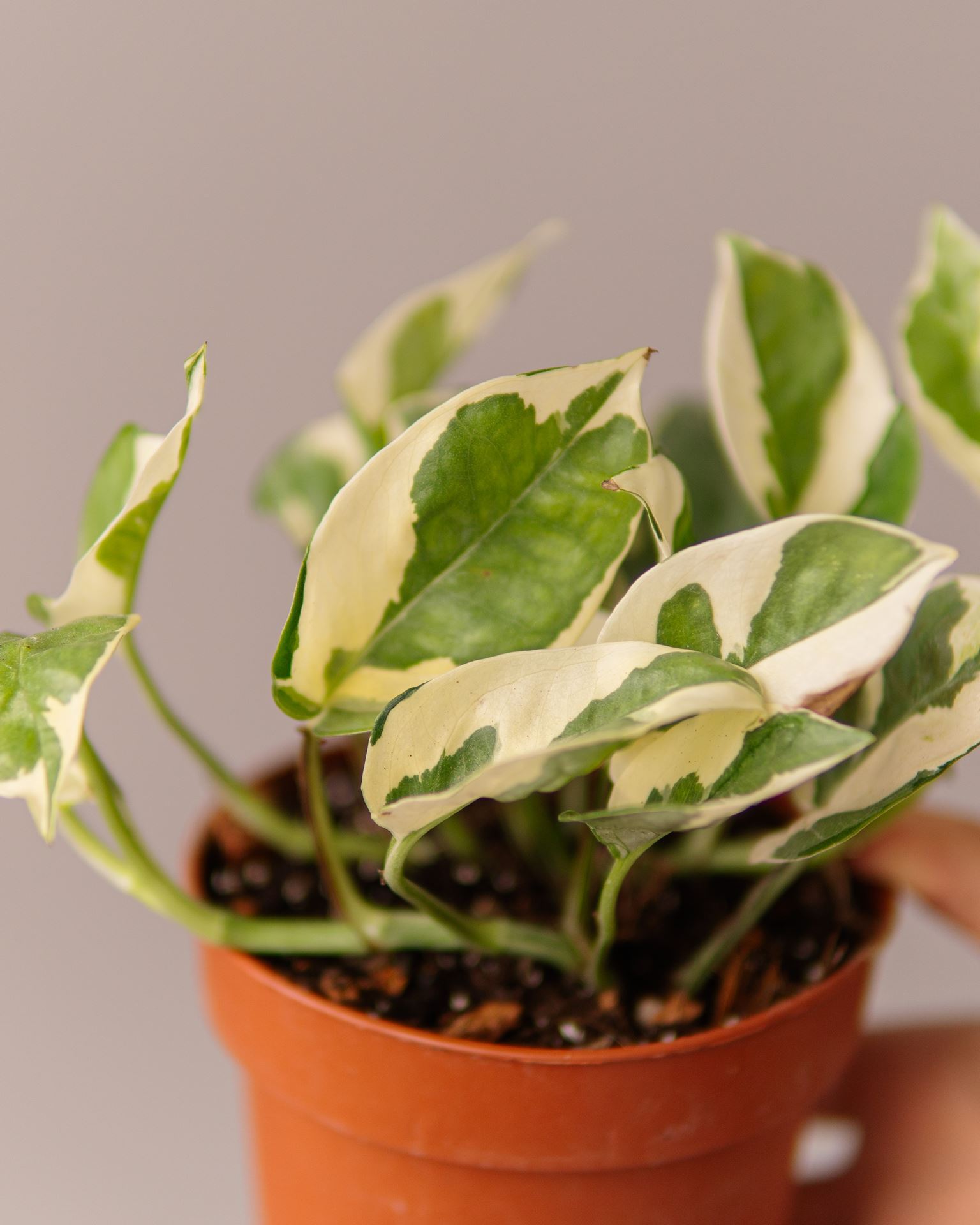 EPIPREMNUM N’JOY