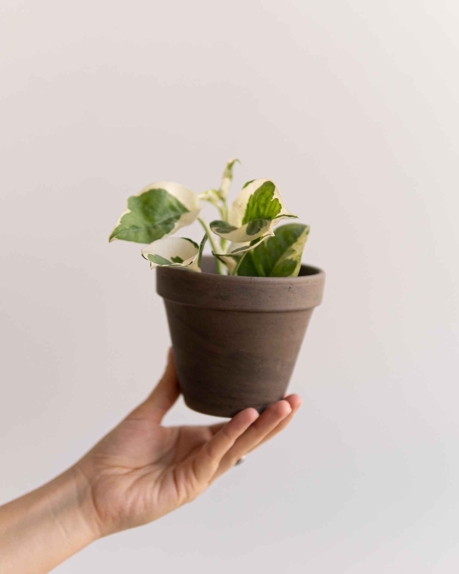 EPIPREMNUM N’JOY