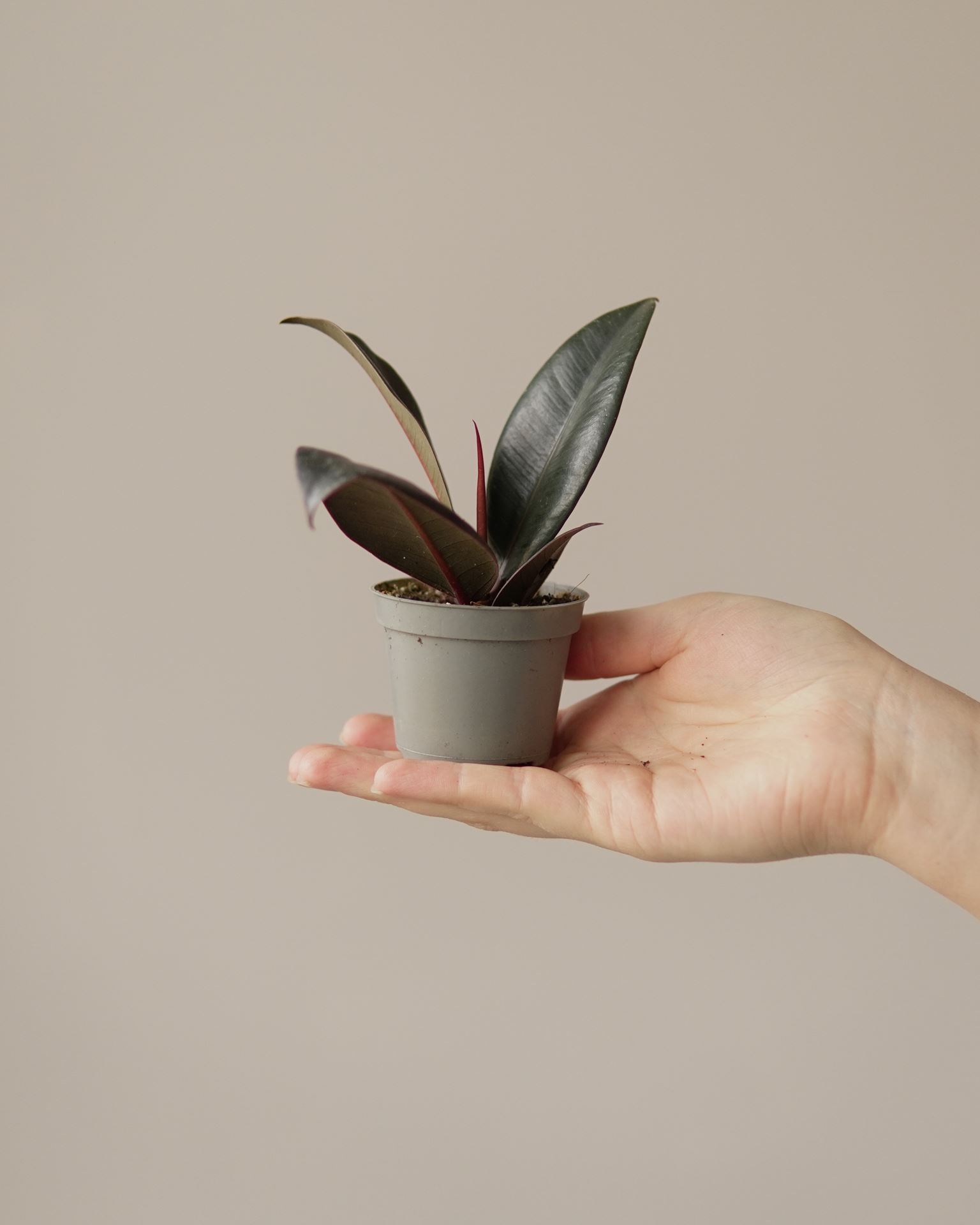 FICUS ROBUSTA ABIDJAN