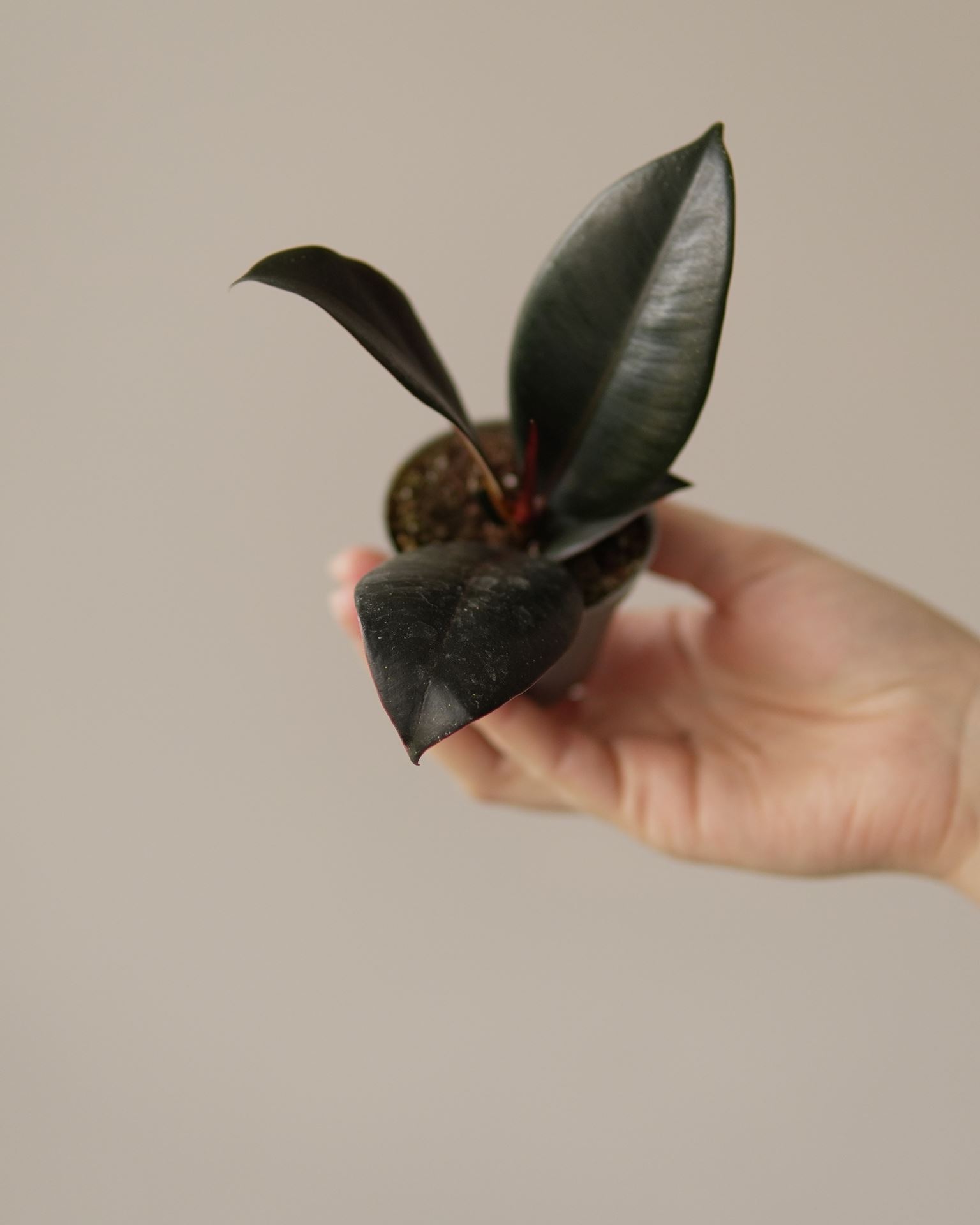 FICUS ROBUSTA ABIDJAN