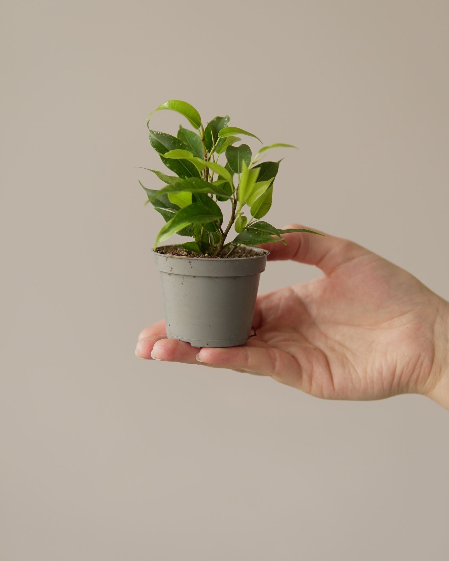 FICUS BENJAMINA