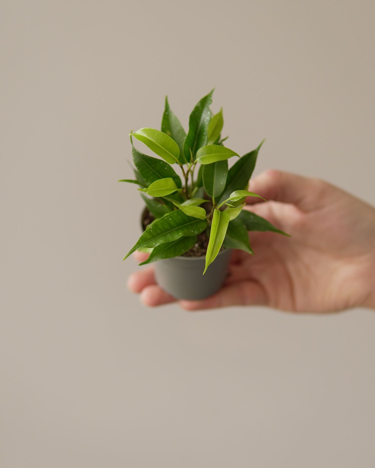 FICUS BENJAMINA