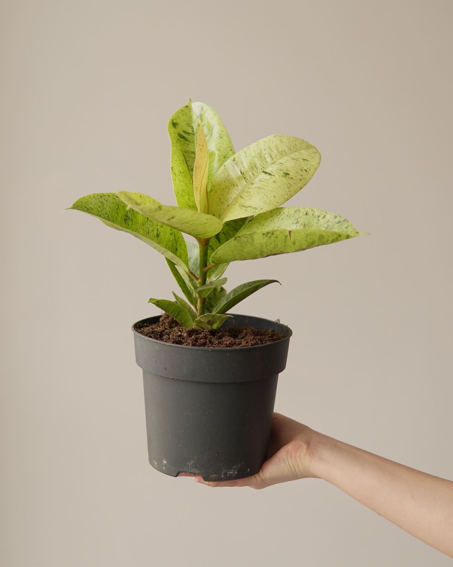 FICUS ELASTICA MOONSHINE