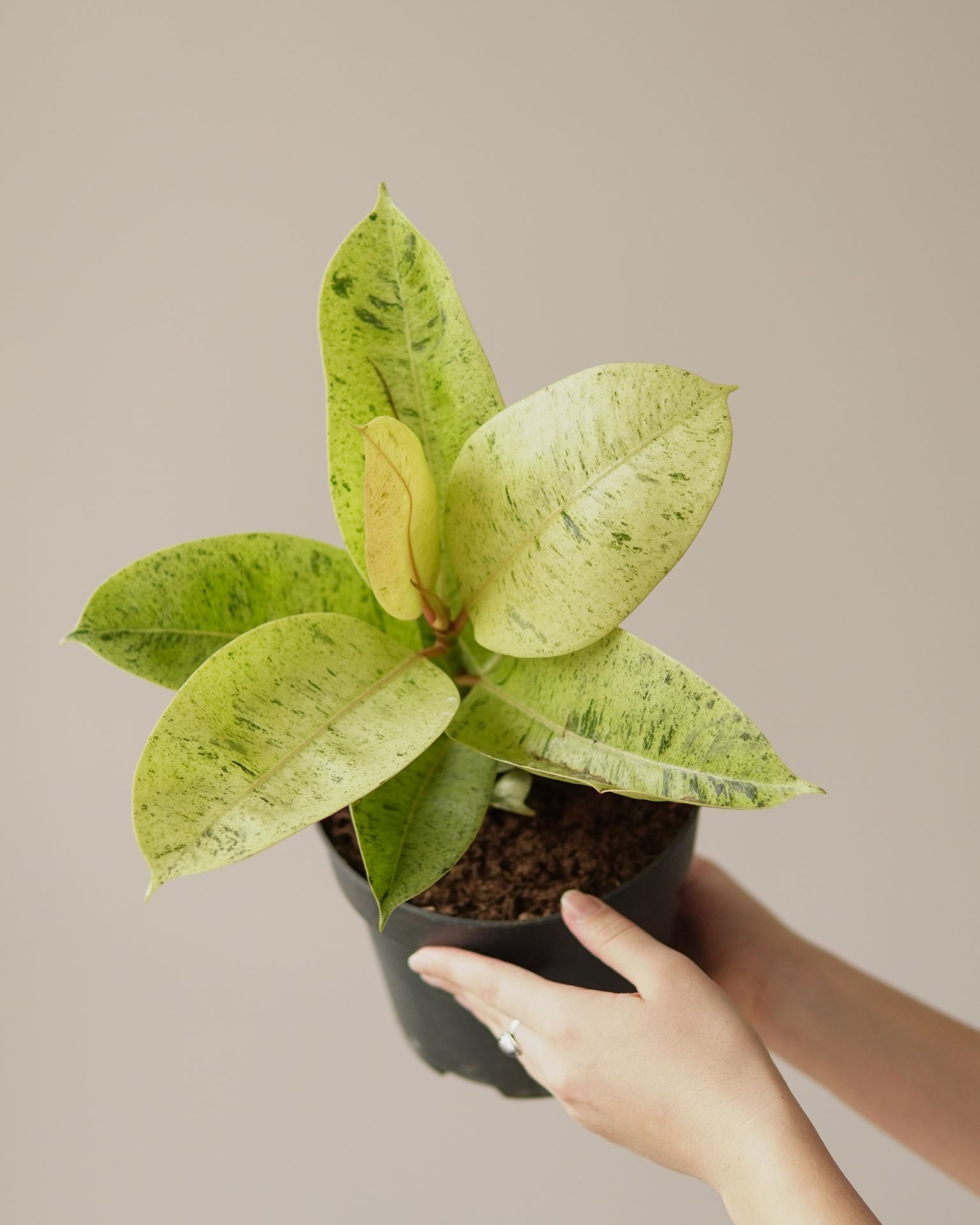 FICUS ELASTICA MOONSHINE
