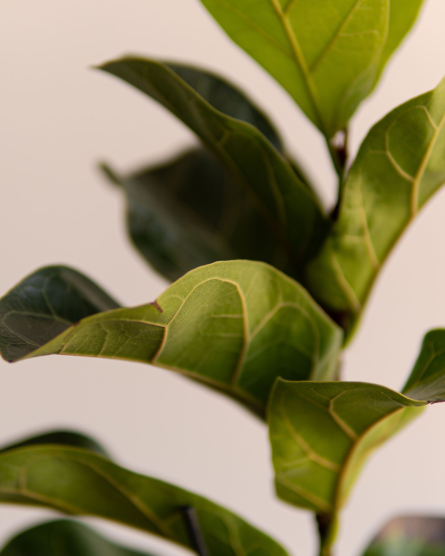 FICUS LYRATA BAMBINO