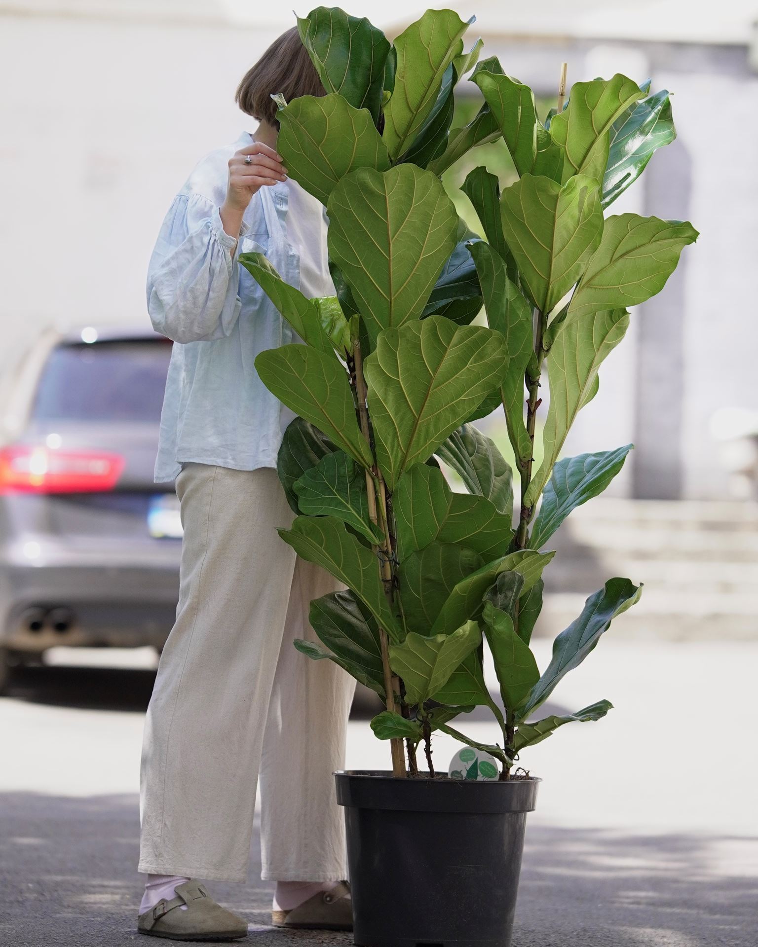 FICUS LYRATA