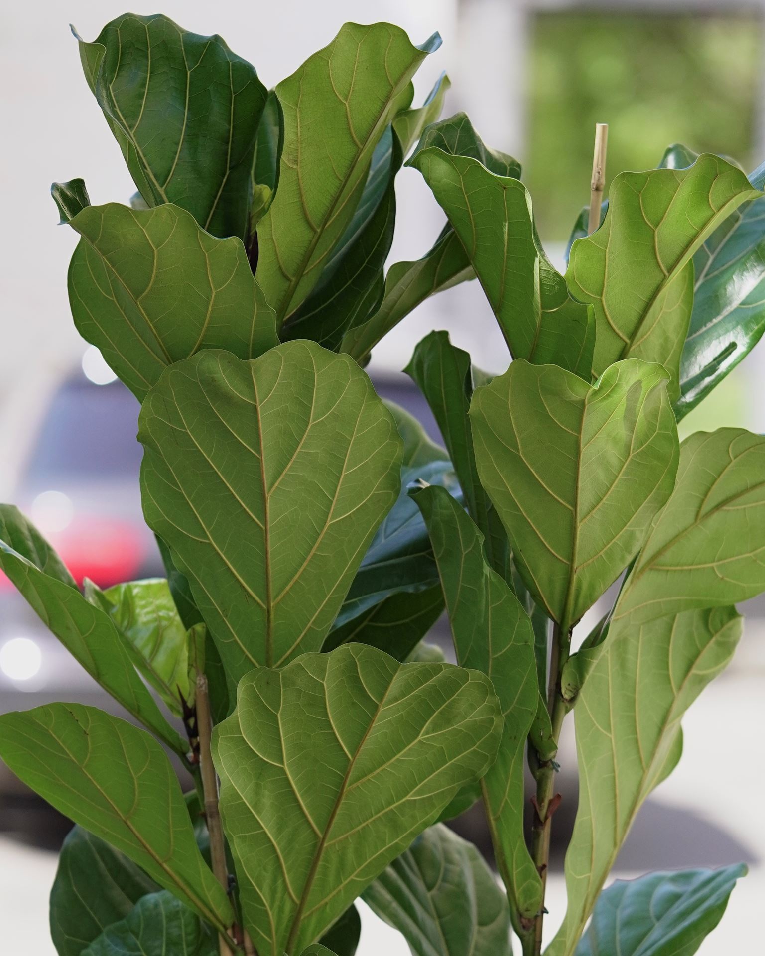 FICUS LYRATA
